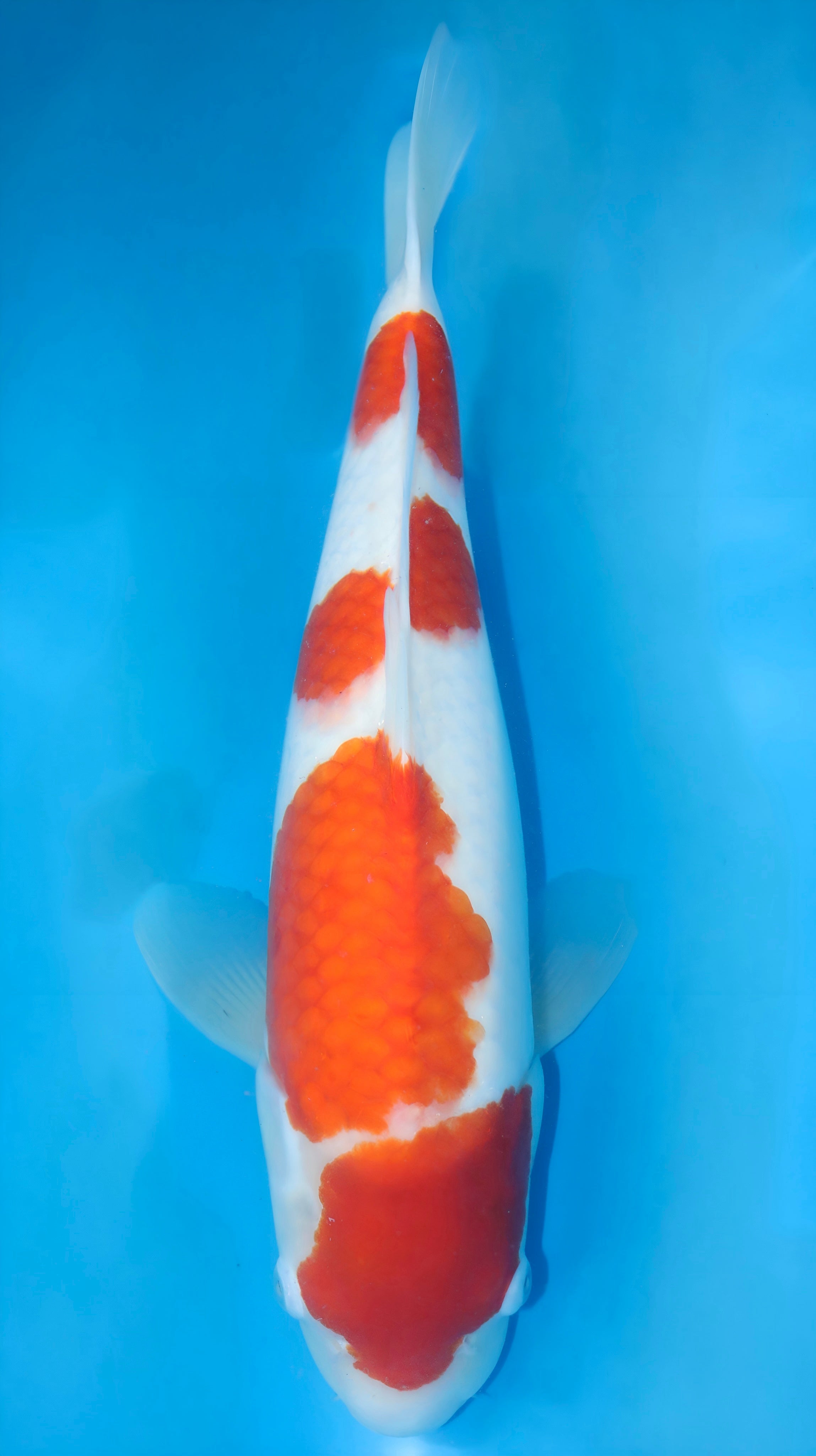 25DAI003S Kohaku – Koi Water Barn
