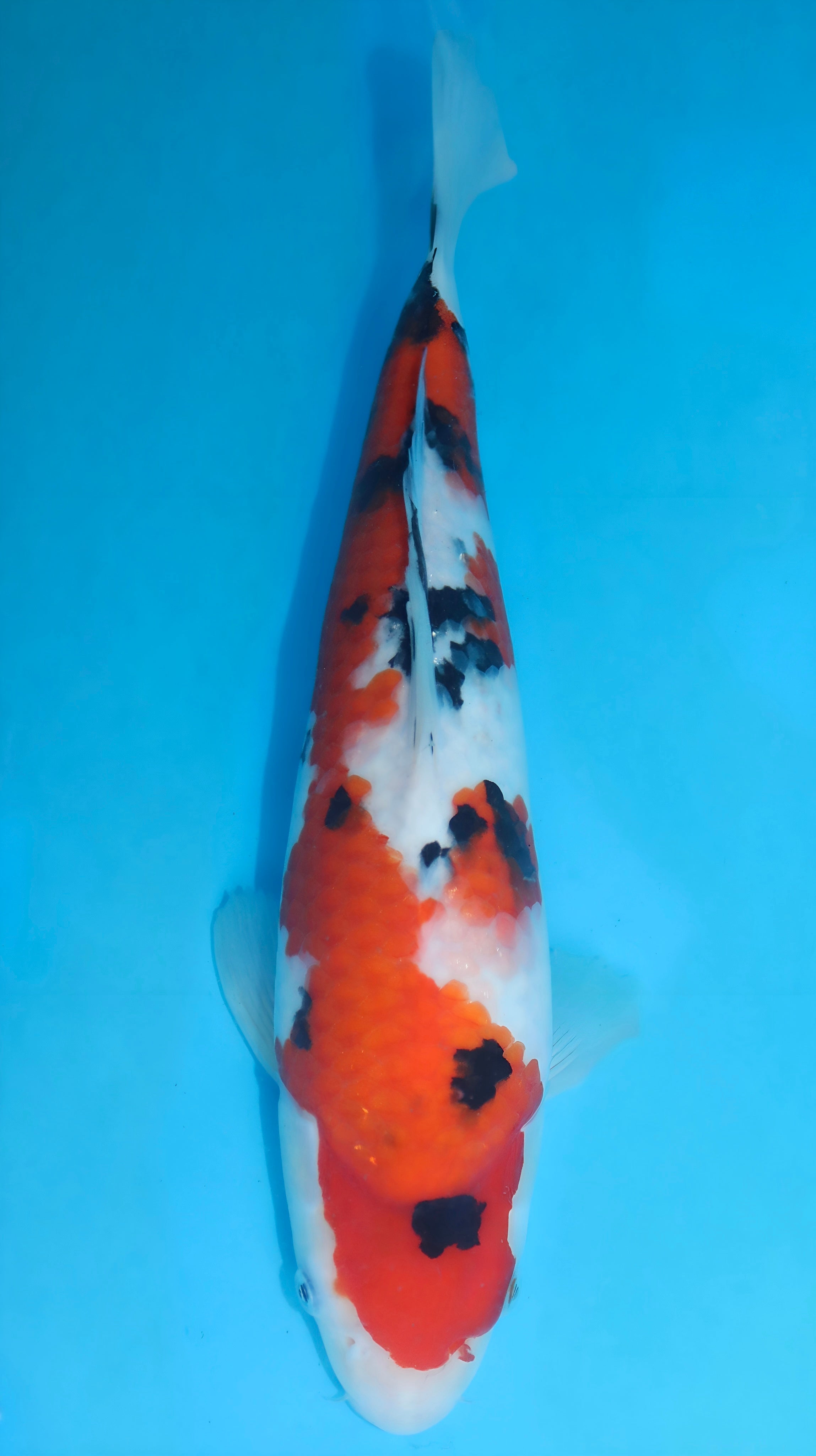 26SFF037S Sanke