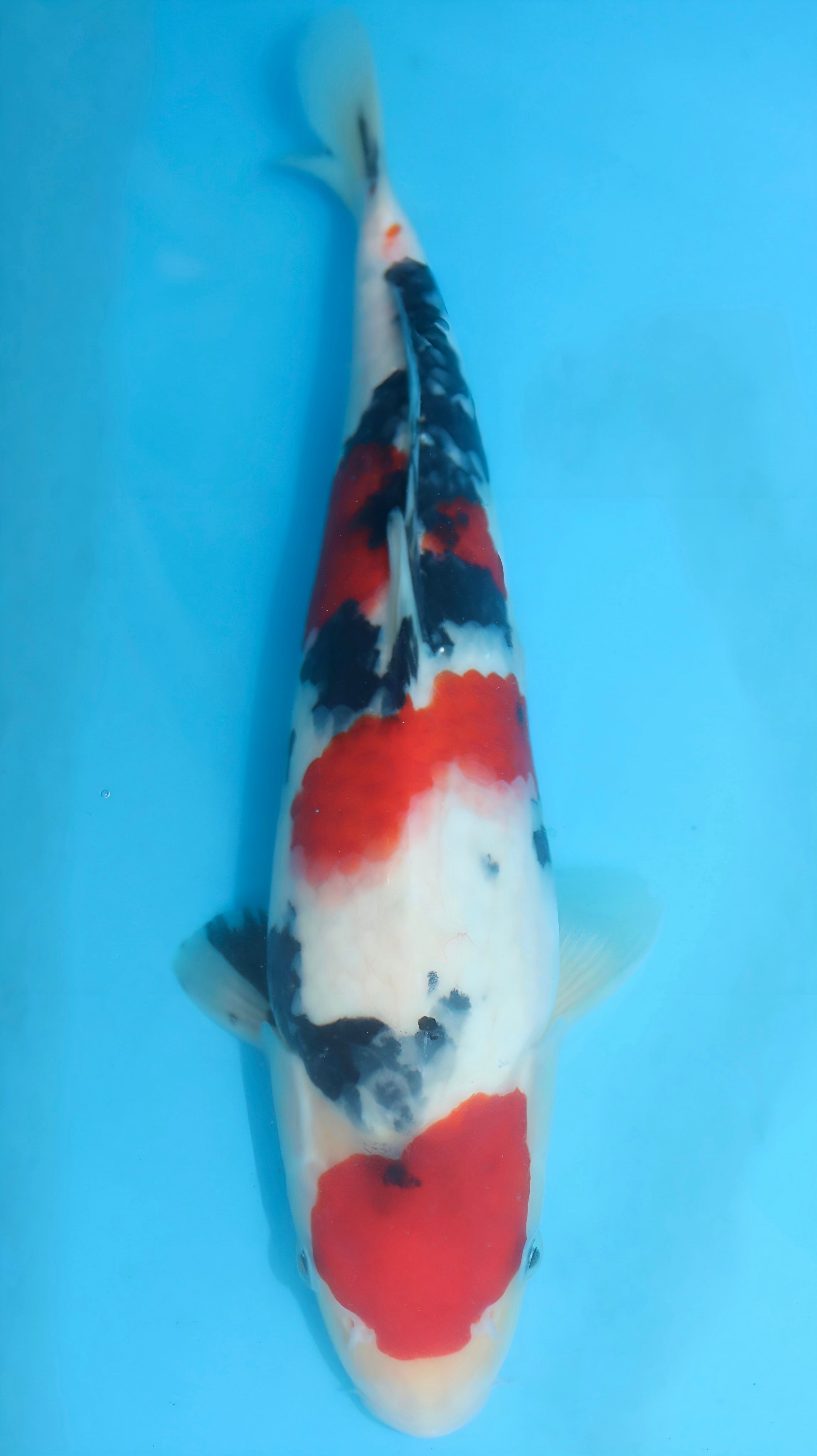 26SFF009S Sanke