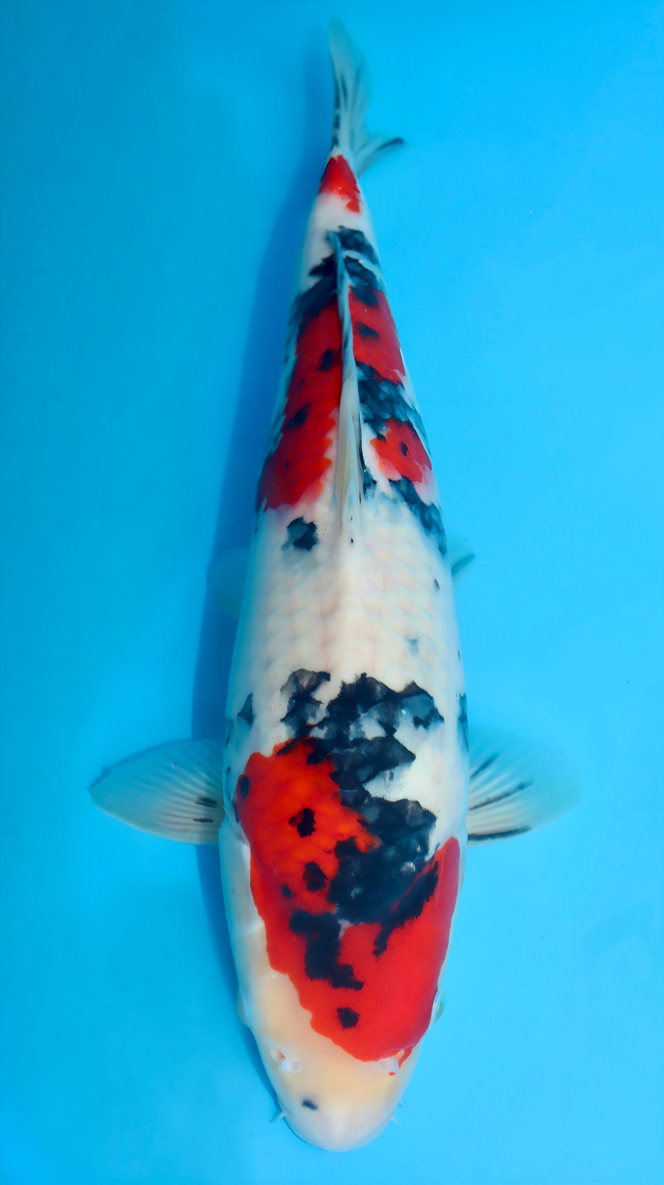 26SFF011S Sanke