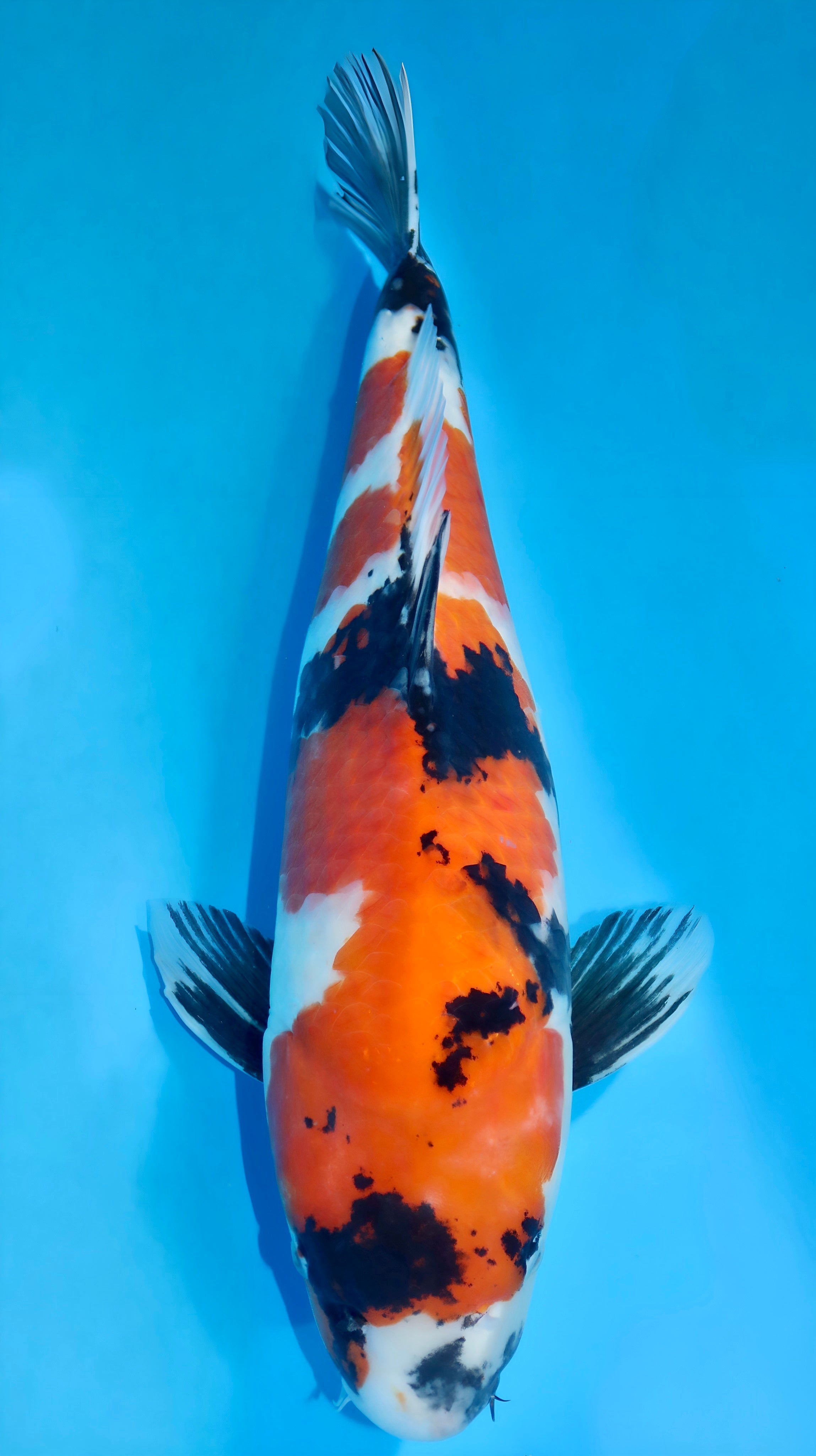 25DAI003S Kohaku – Koi Water Barn
