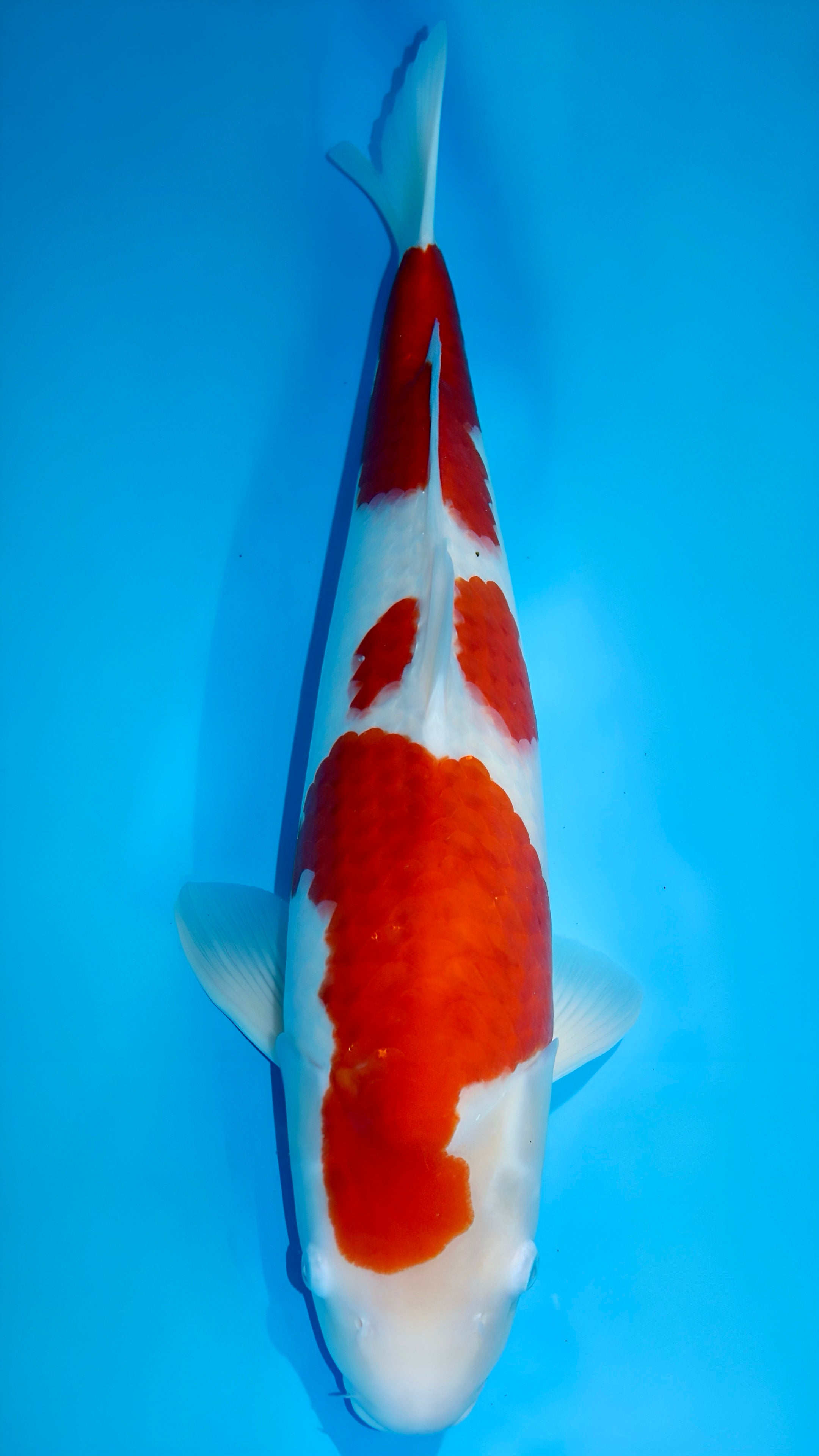 25SFF004S Kohaku