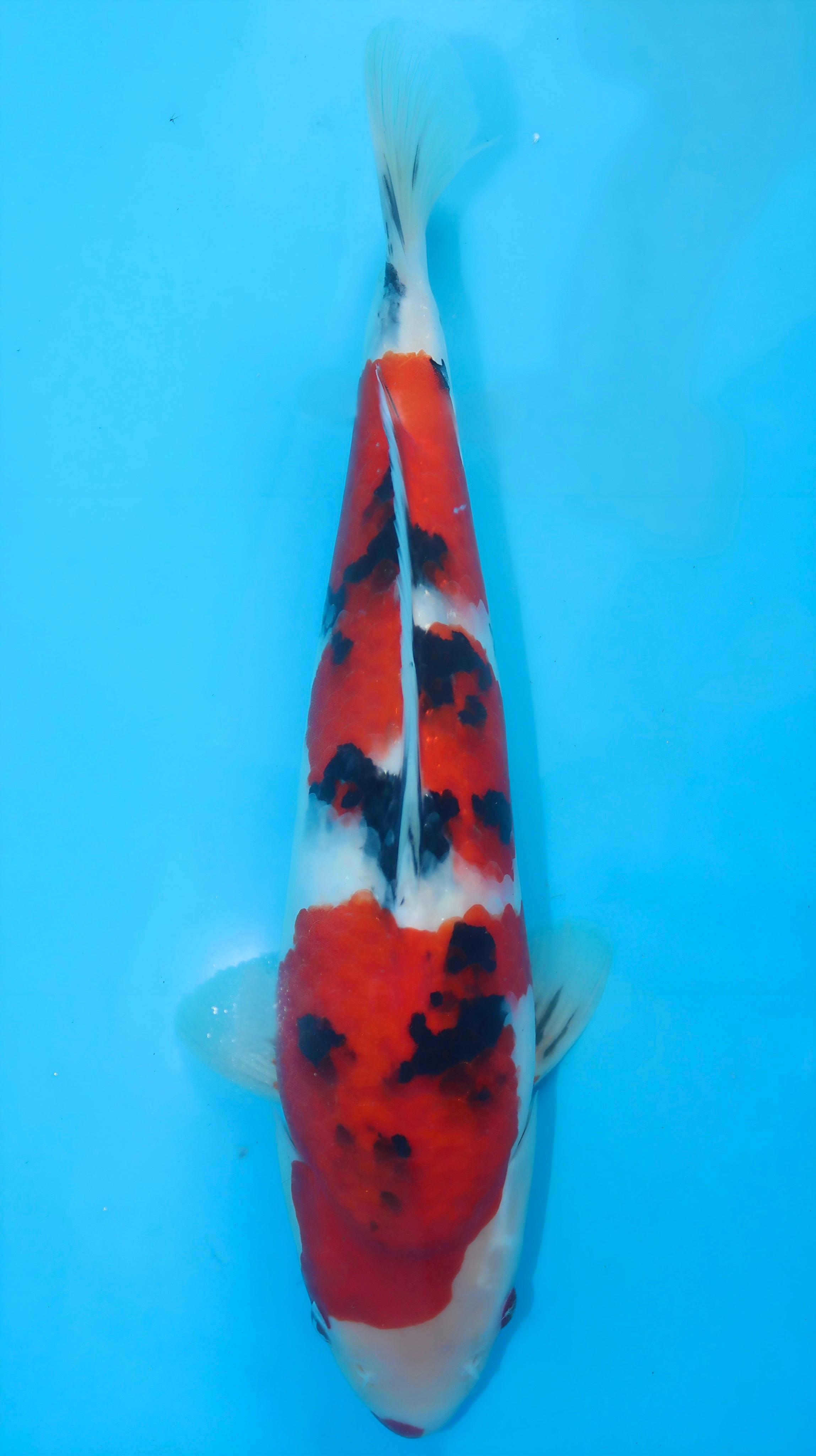 26SFF016S Sanke