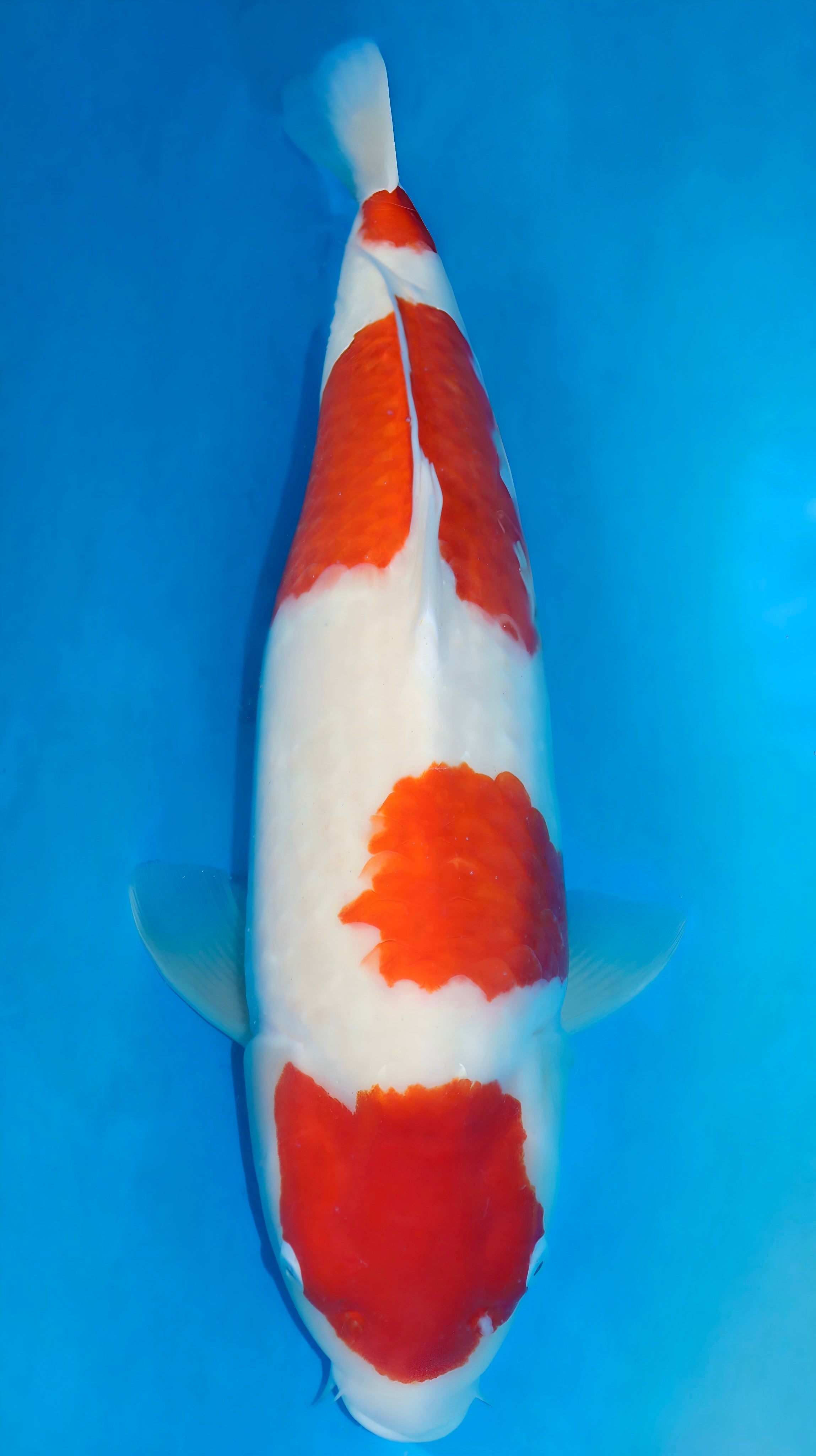 25SFF001S Kohaku