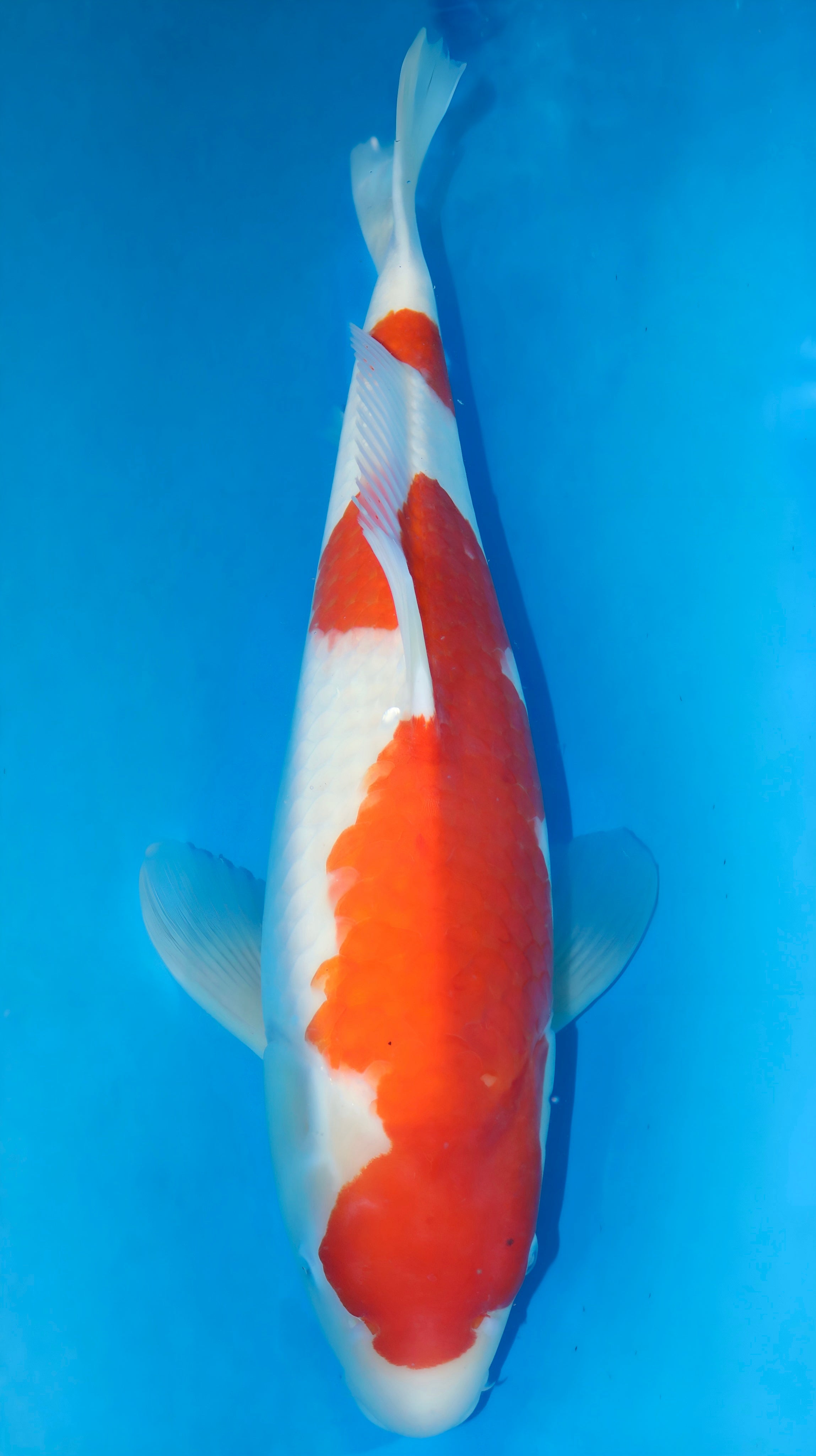 Sansai (2-3 years old) – Koi Water Barn