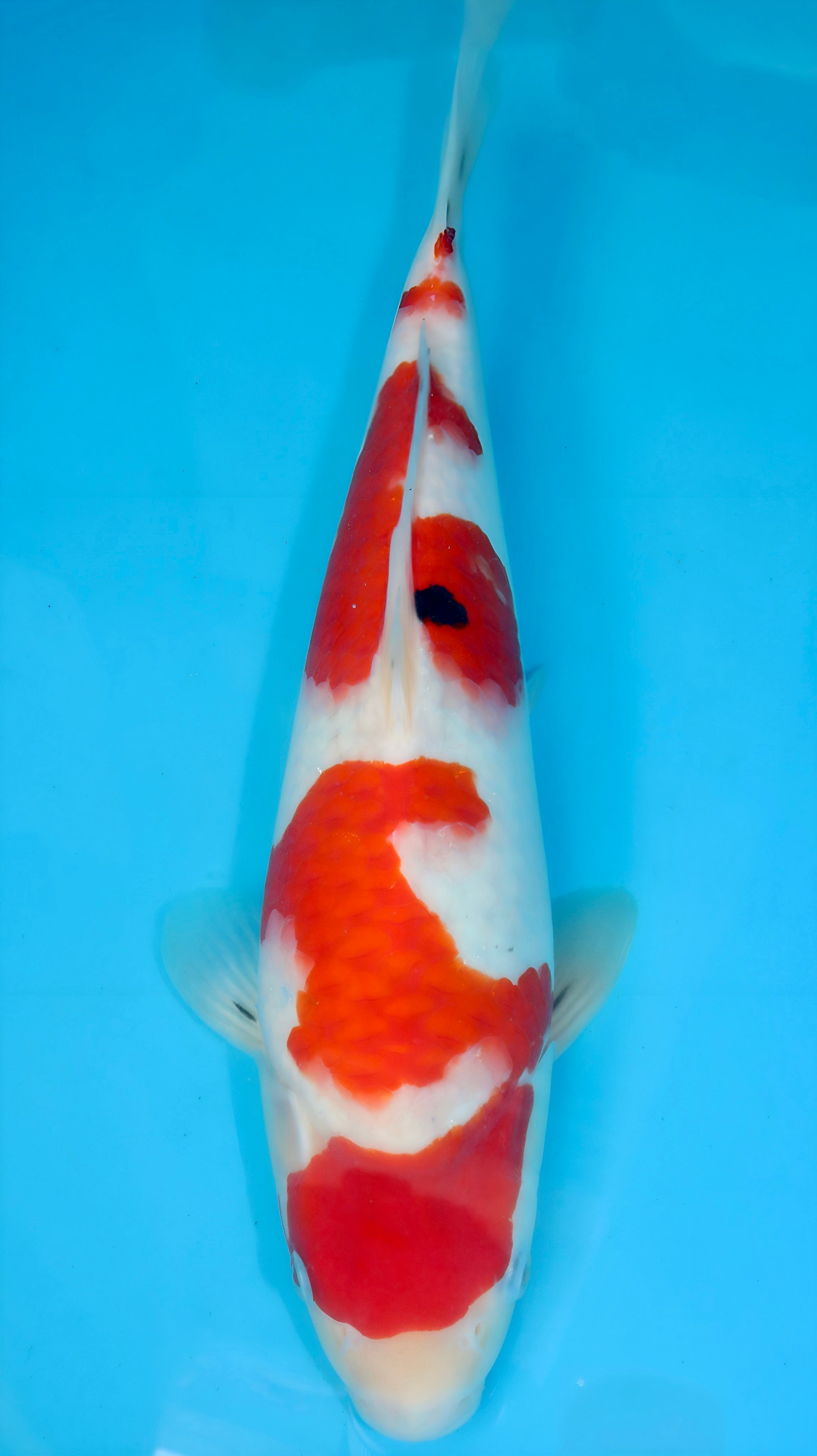 26SFF021S Sanke