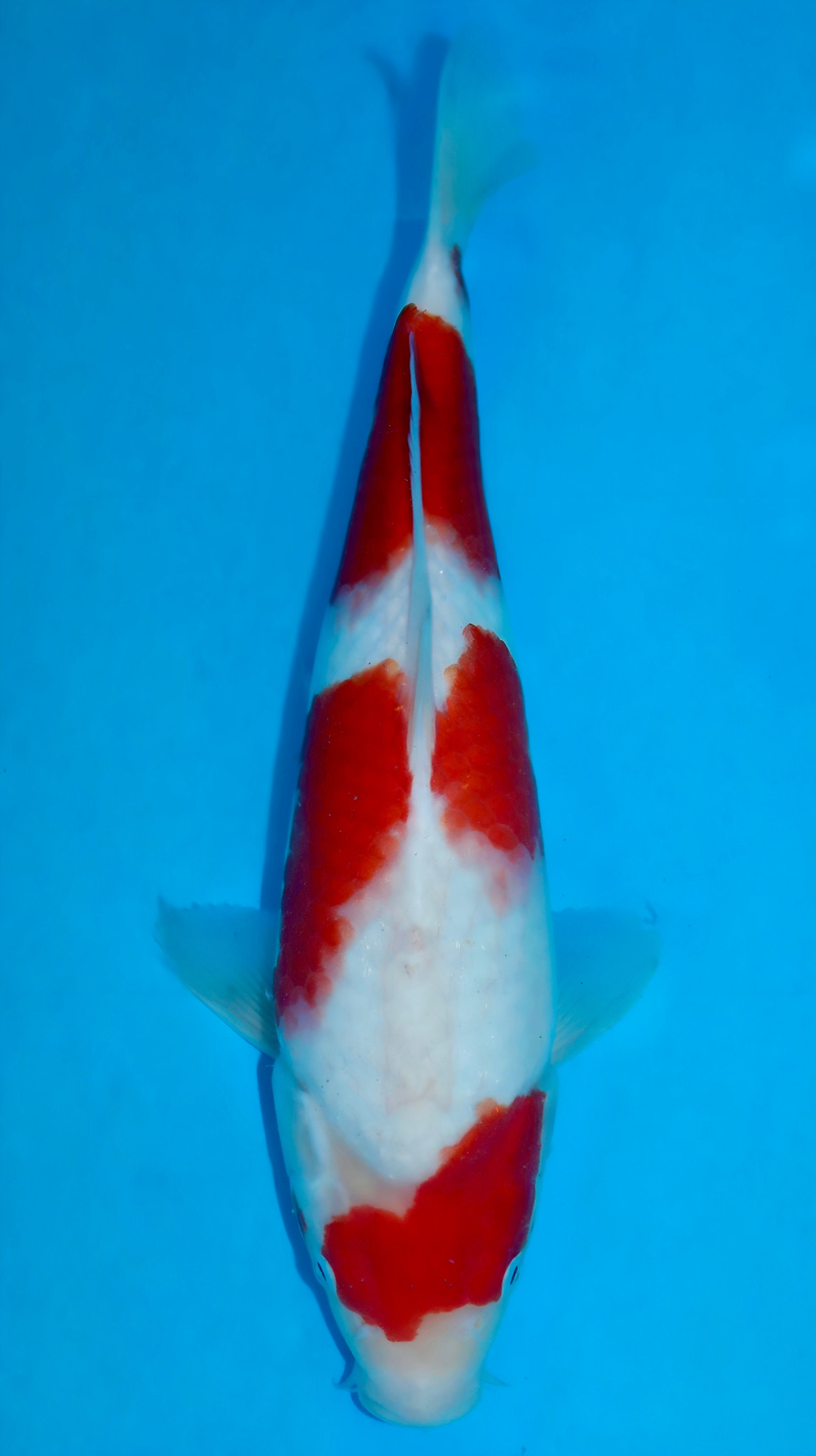 26SFF041S Kohaku