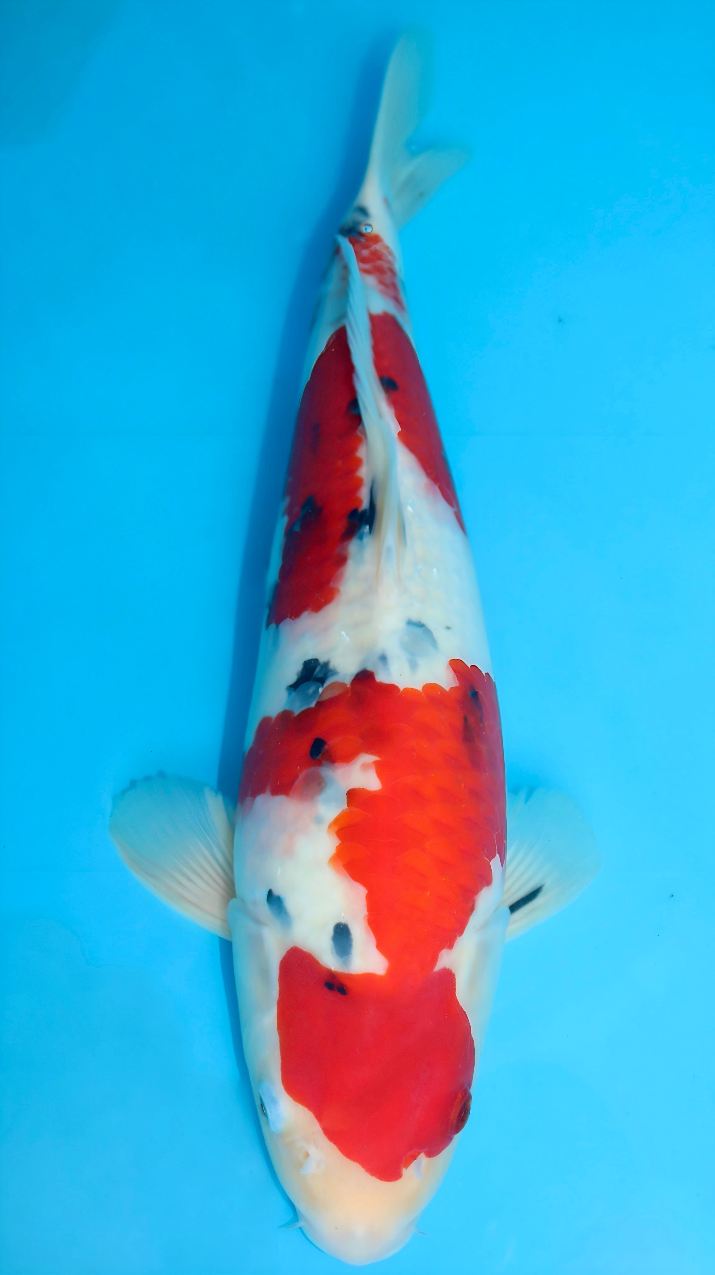 26SFF040S Sanke