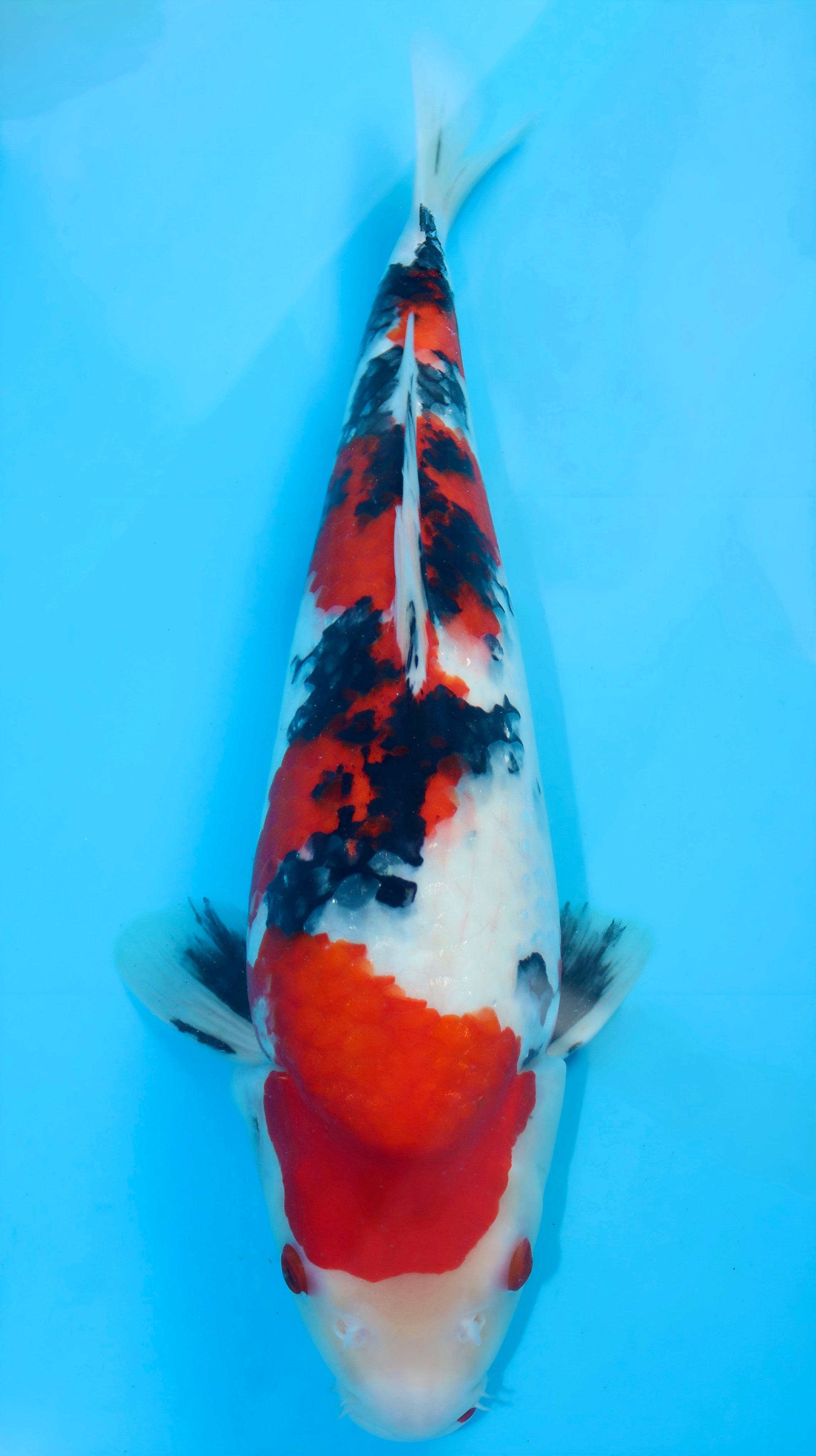 26SFF015S Sanke
