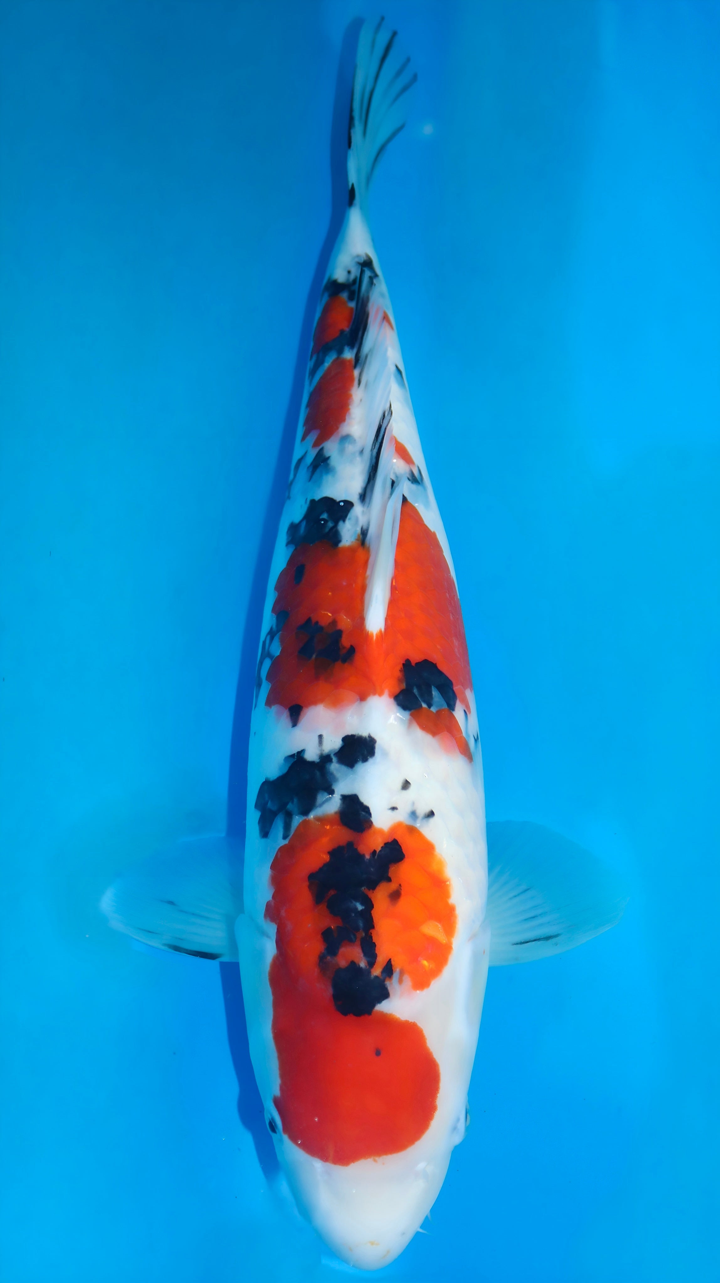 25SFF005S Sakai