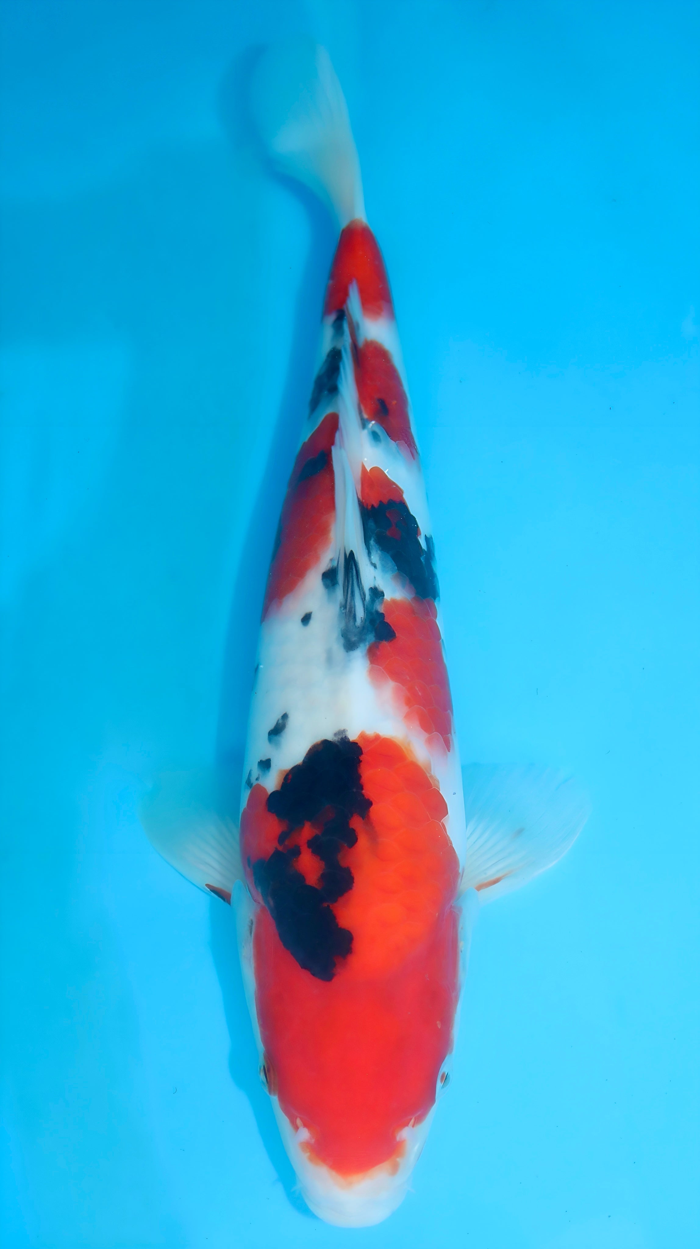 26SFF019S Sanke