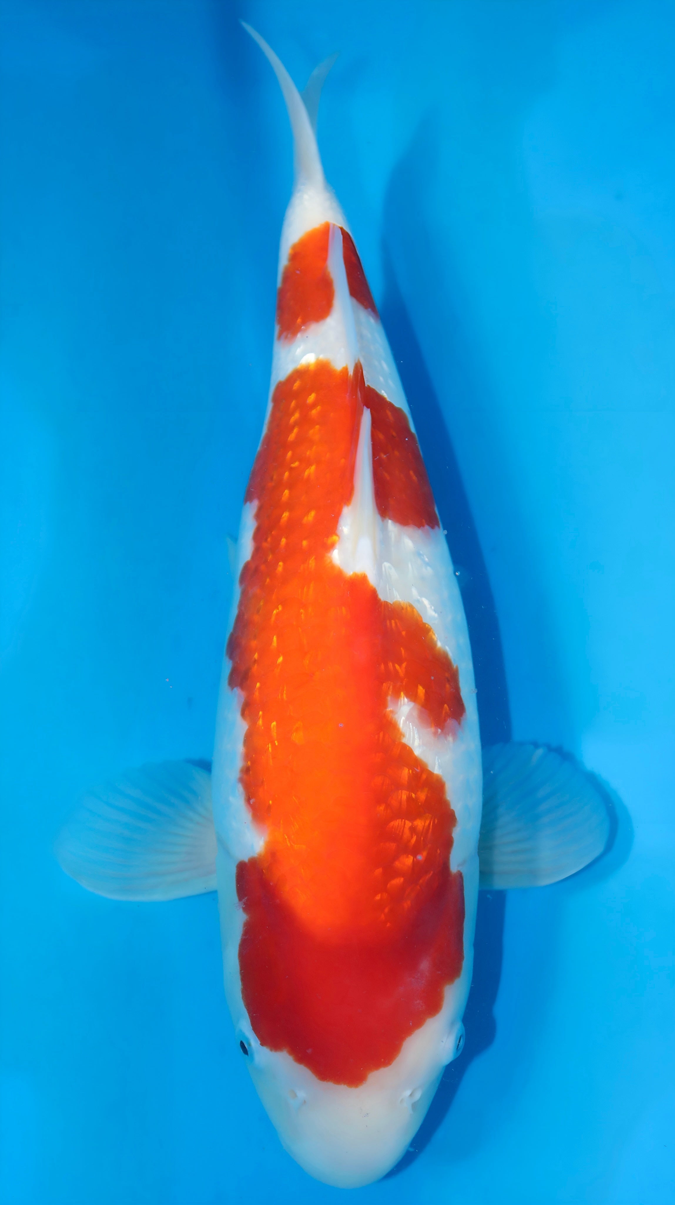 25MRY001S Ginrin Kohaku