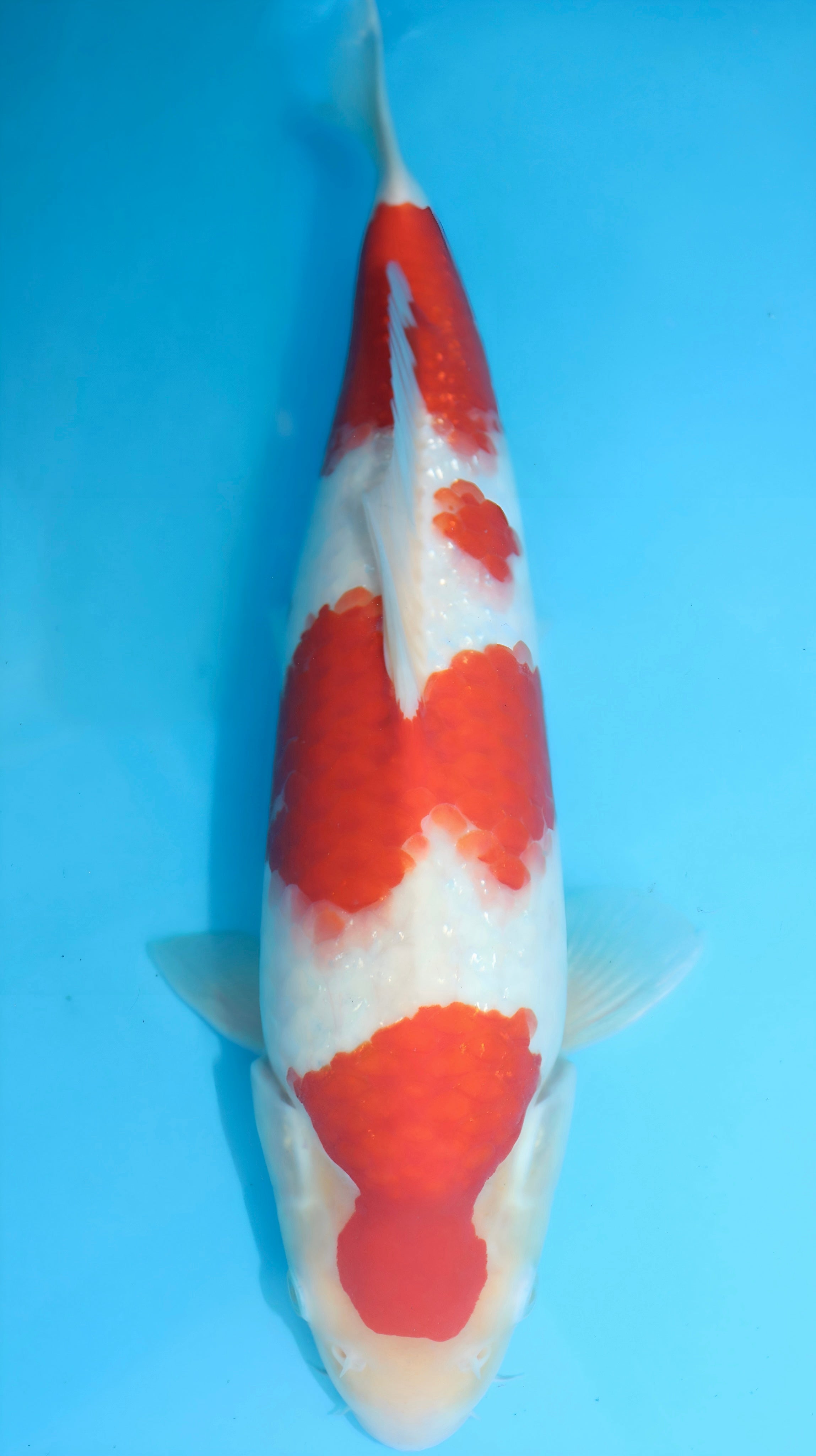 26SFF013S Kohaku