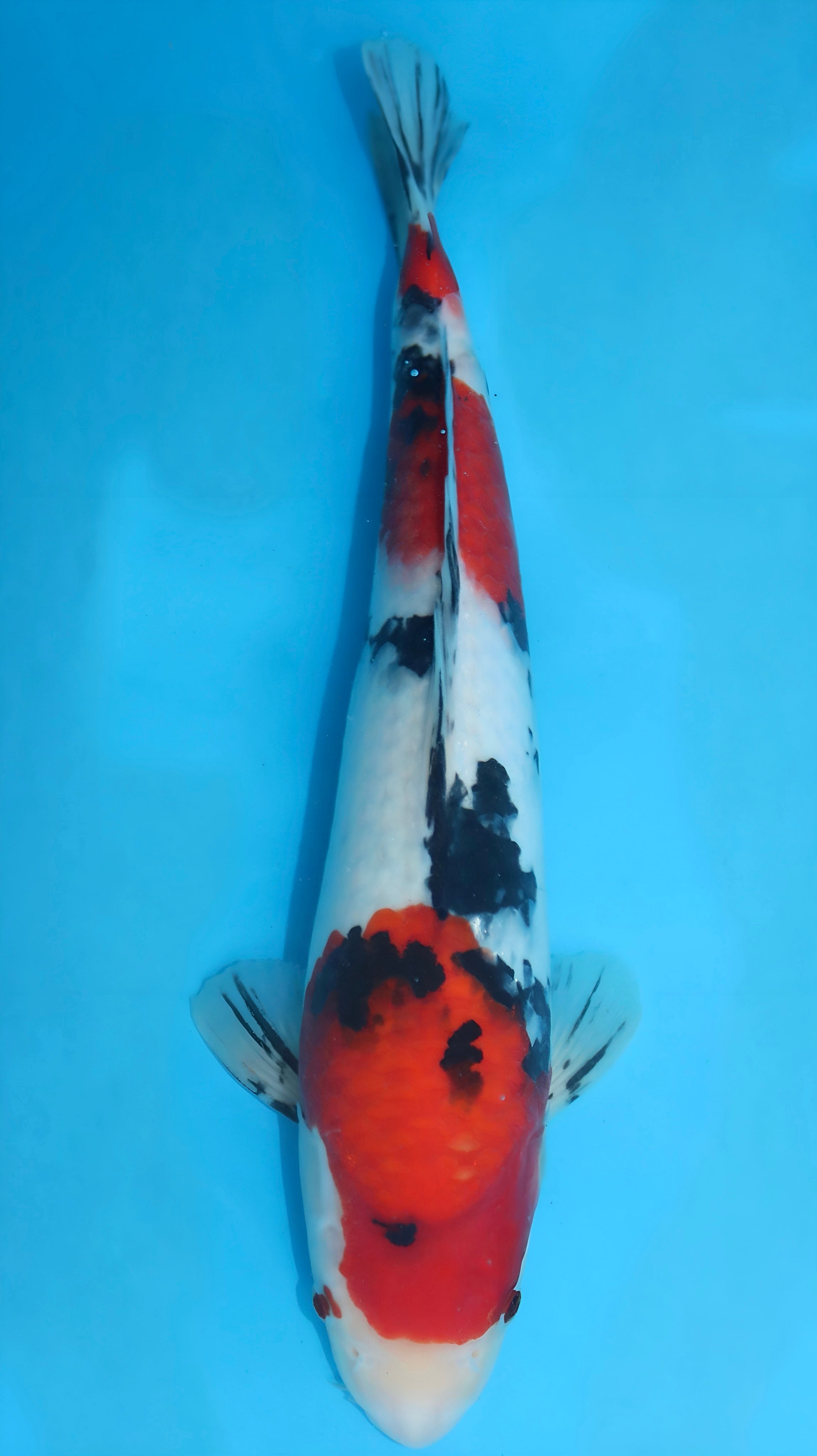 26SFF042S Sanke