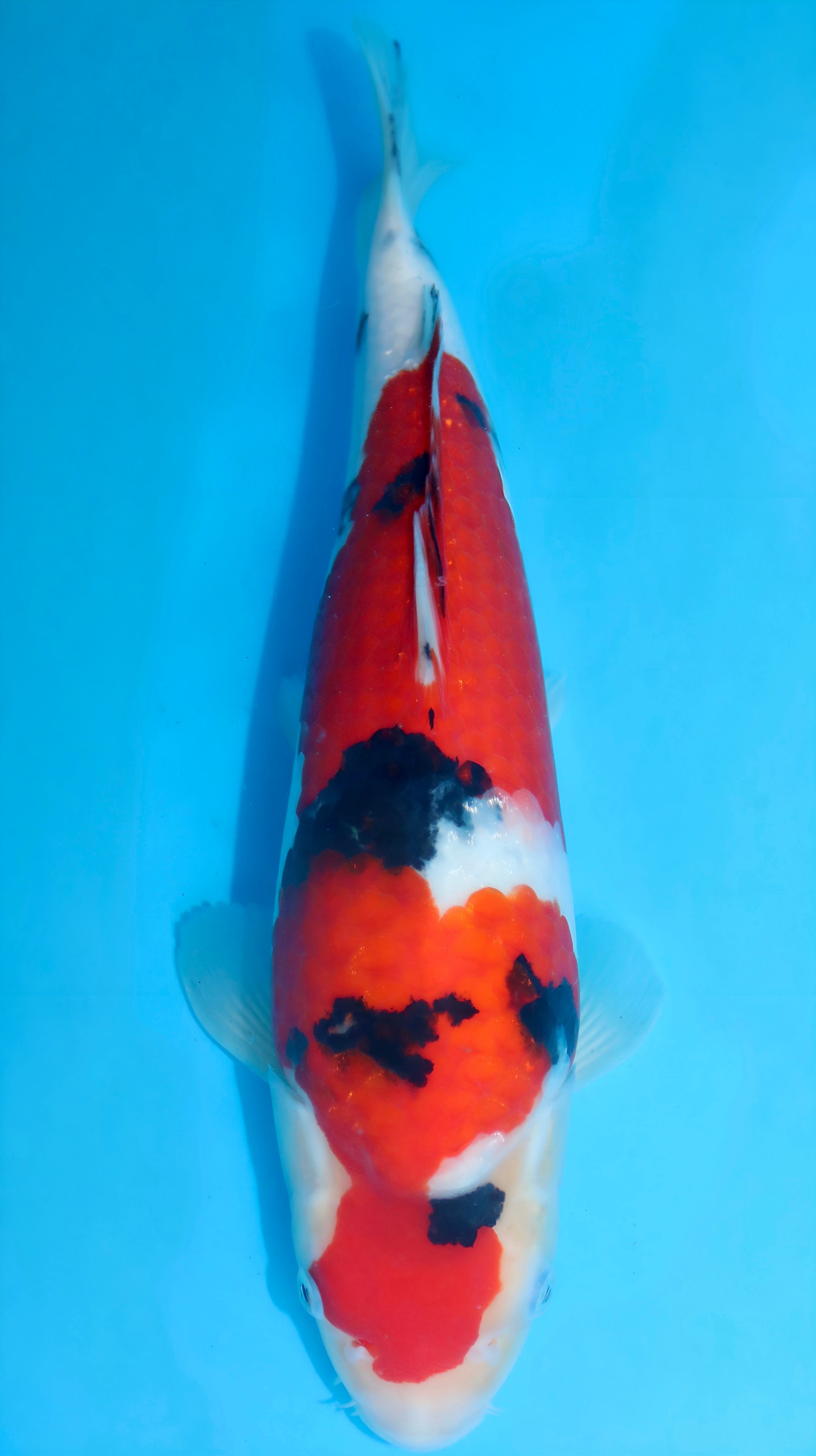 26SFF024S Sanke