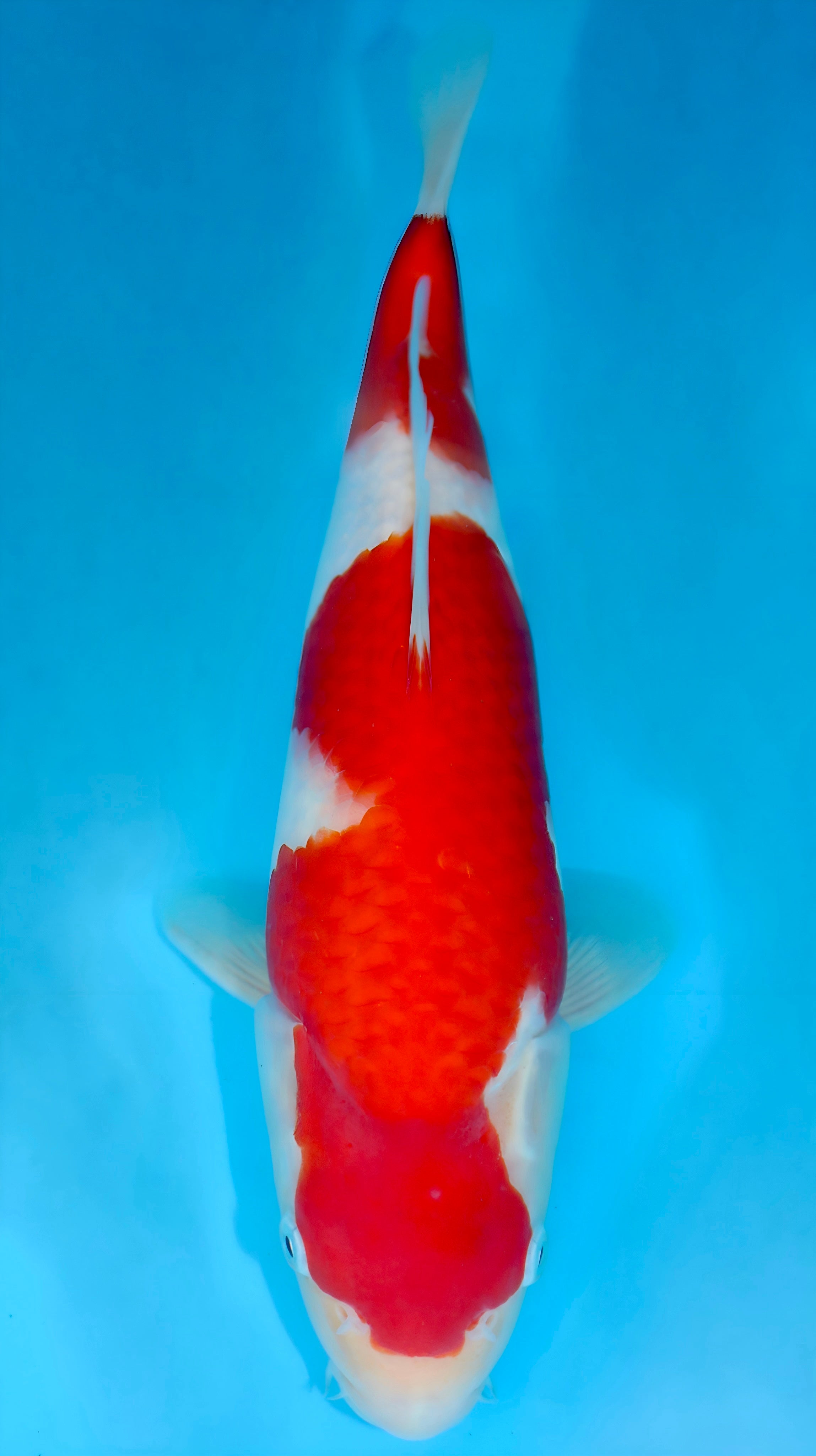 26SFF025S Kohaku