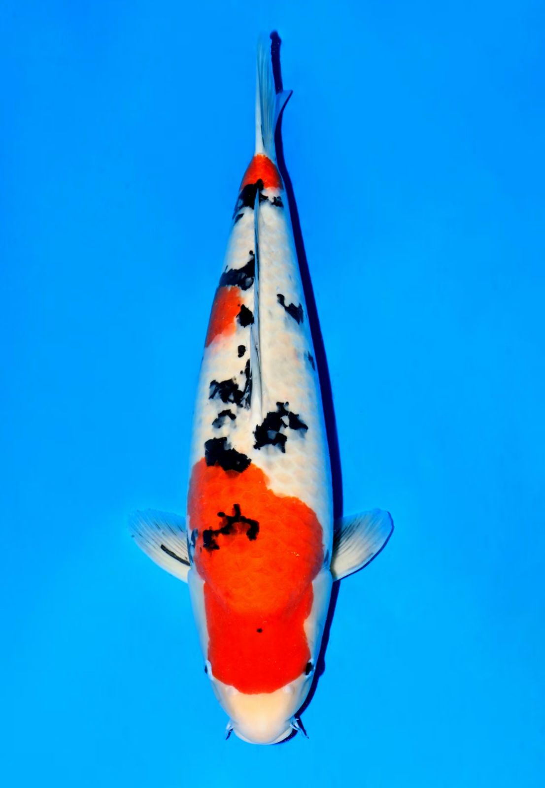 SUXIN2501