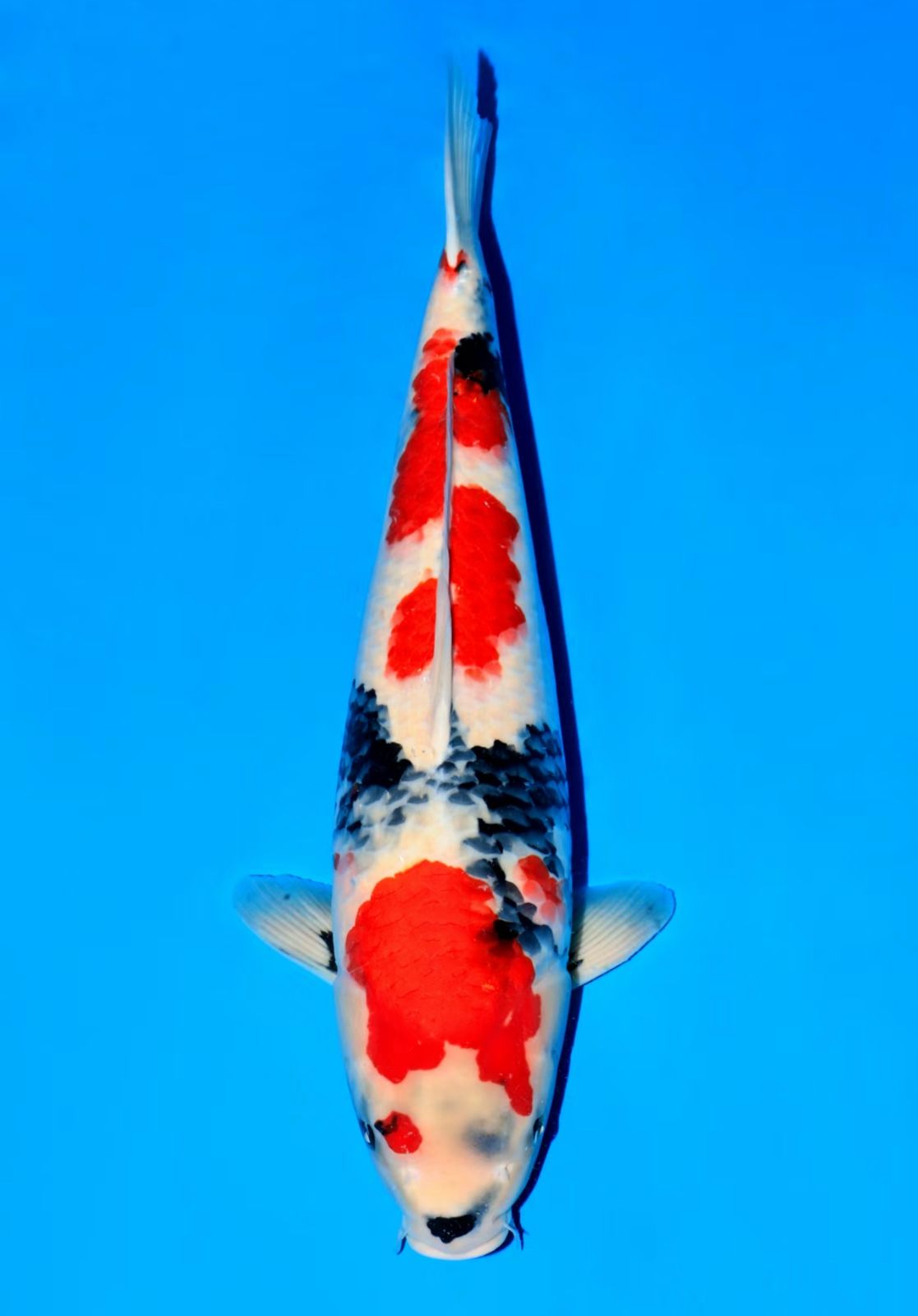 SUXIN2507 – Koi Water Barn