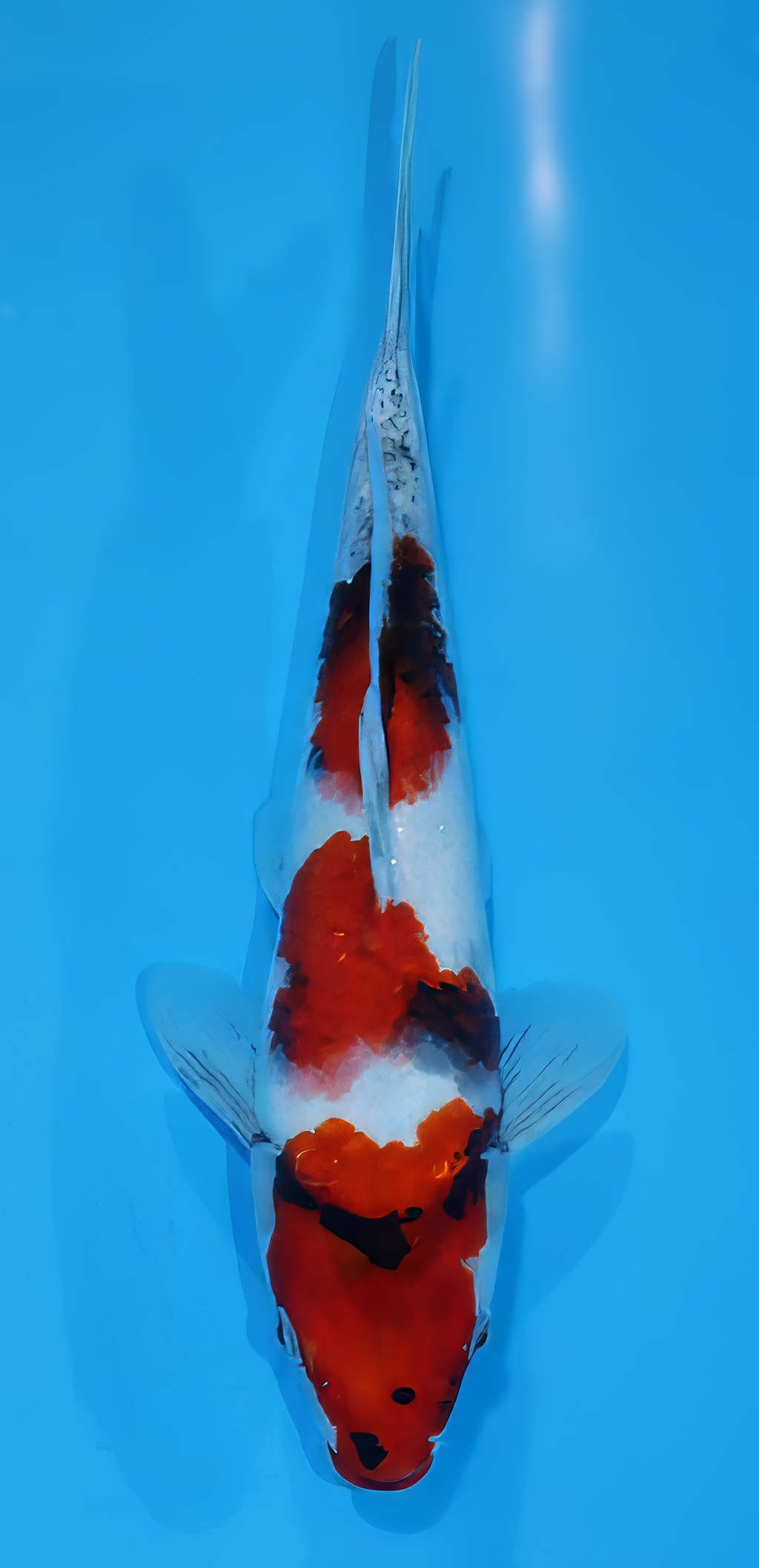OSA3