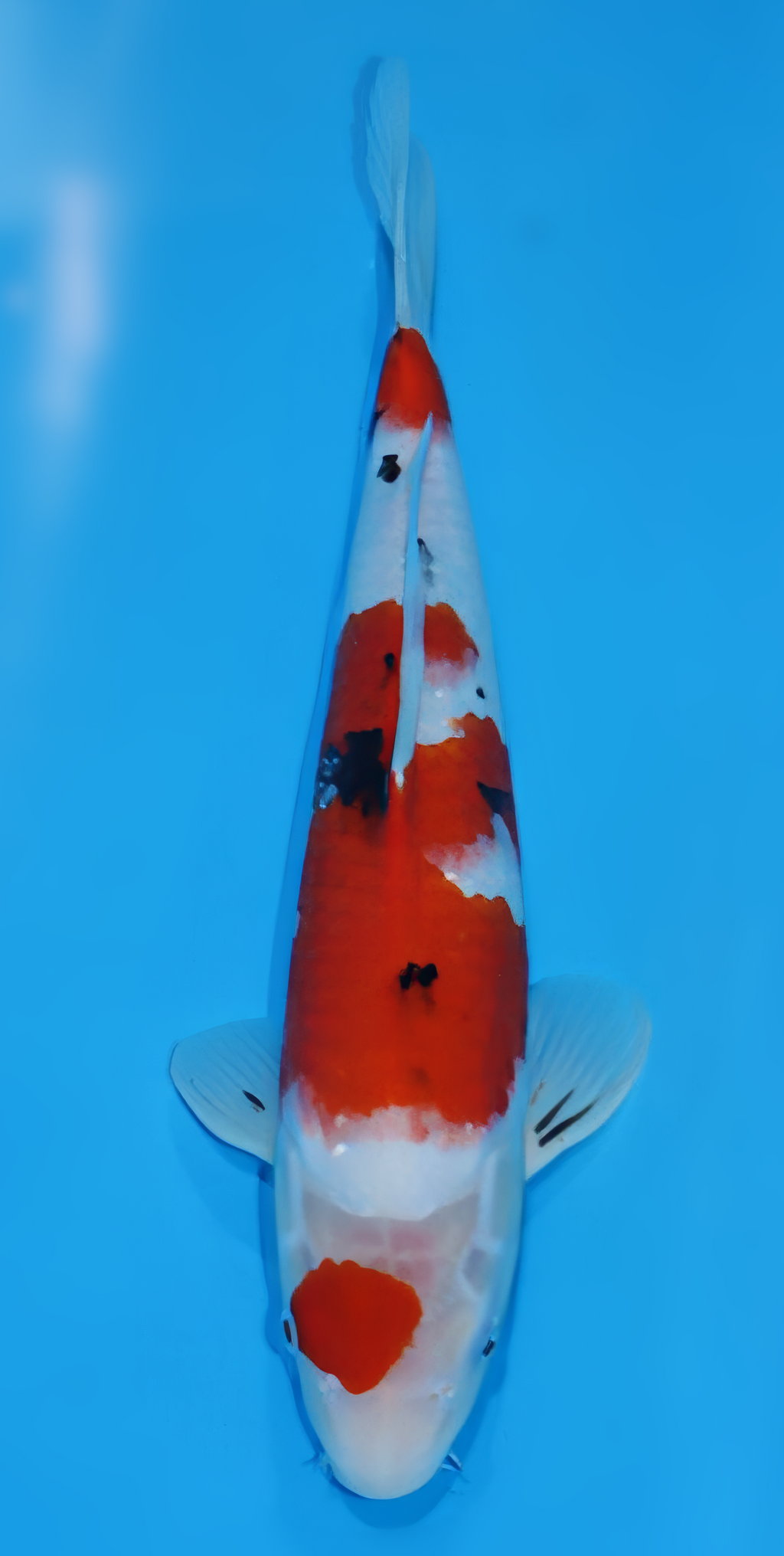 SSA4