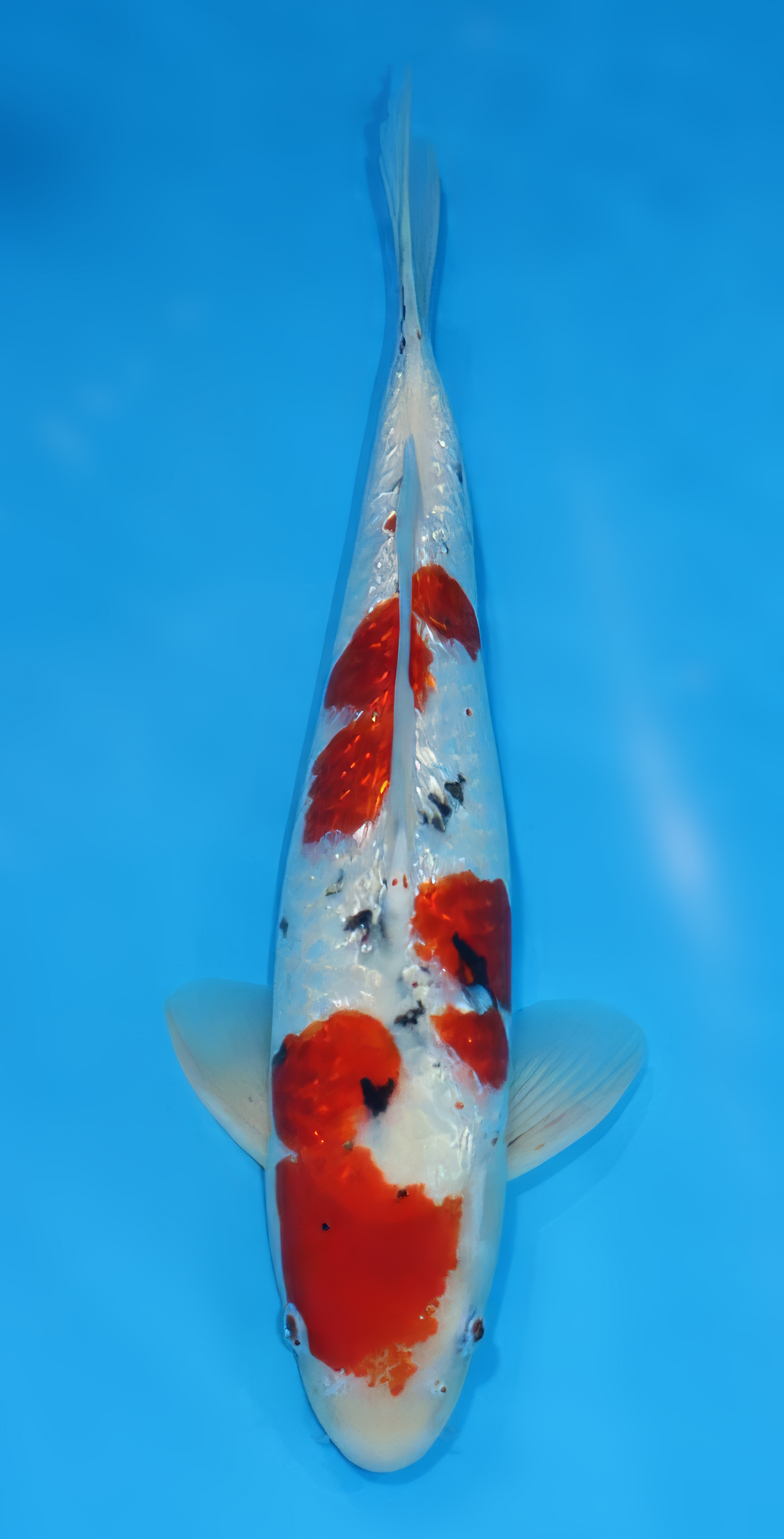 TGSA5