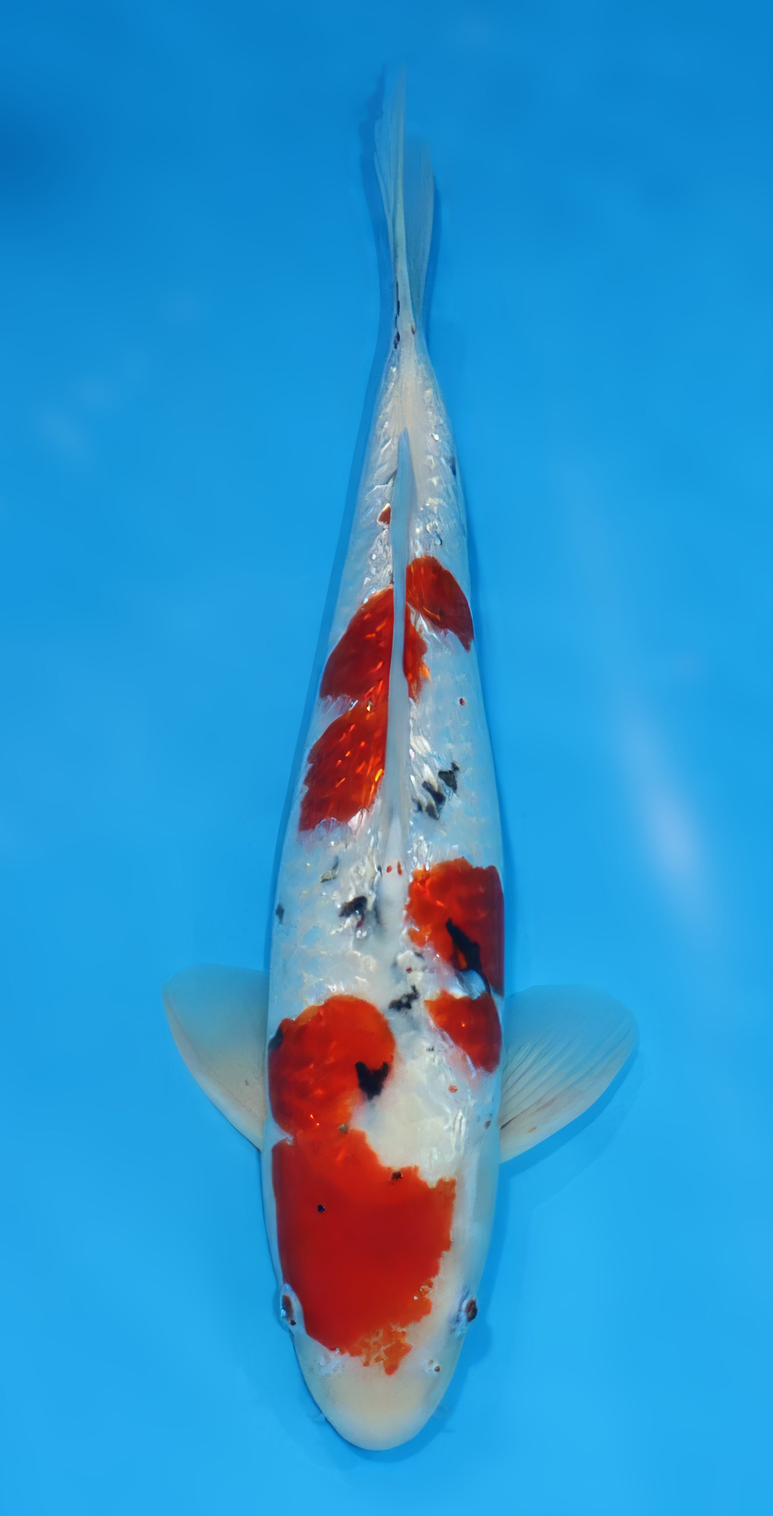 TGSA5