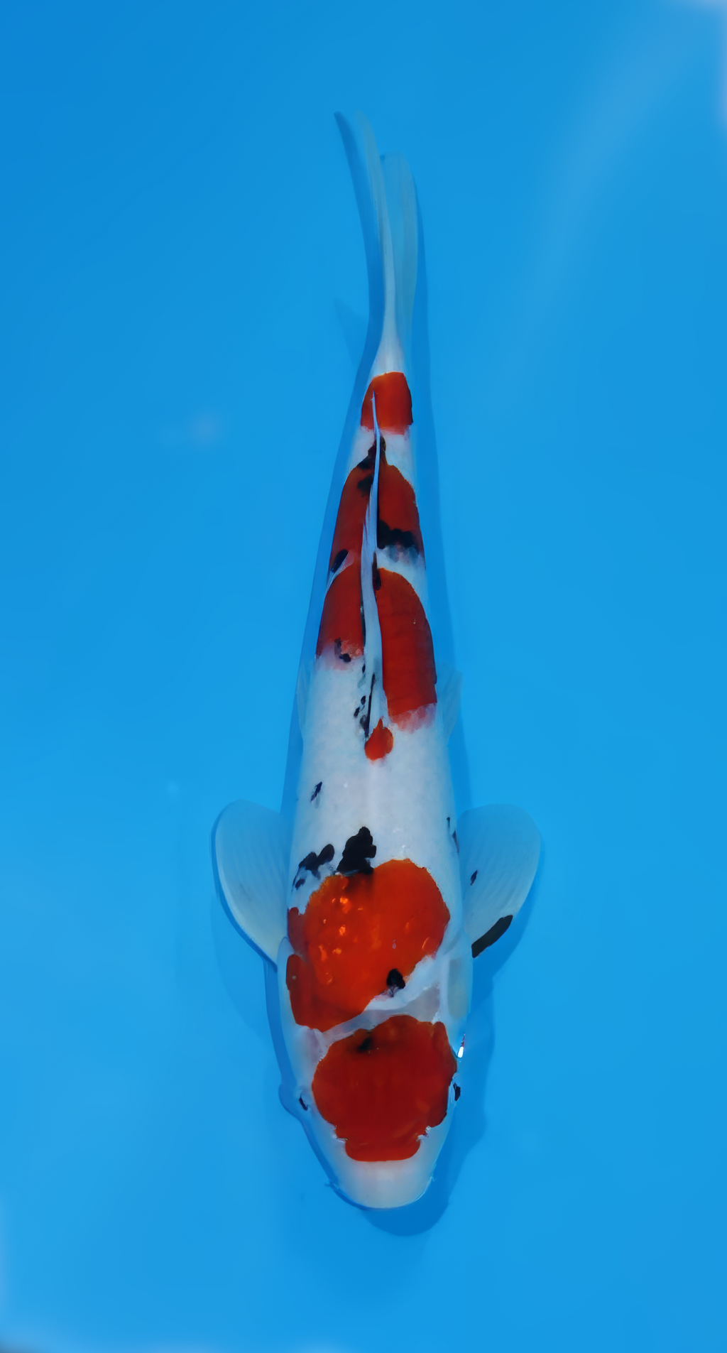 STA6