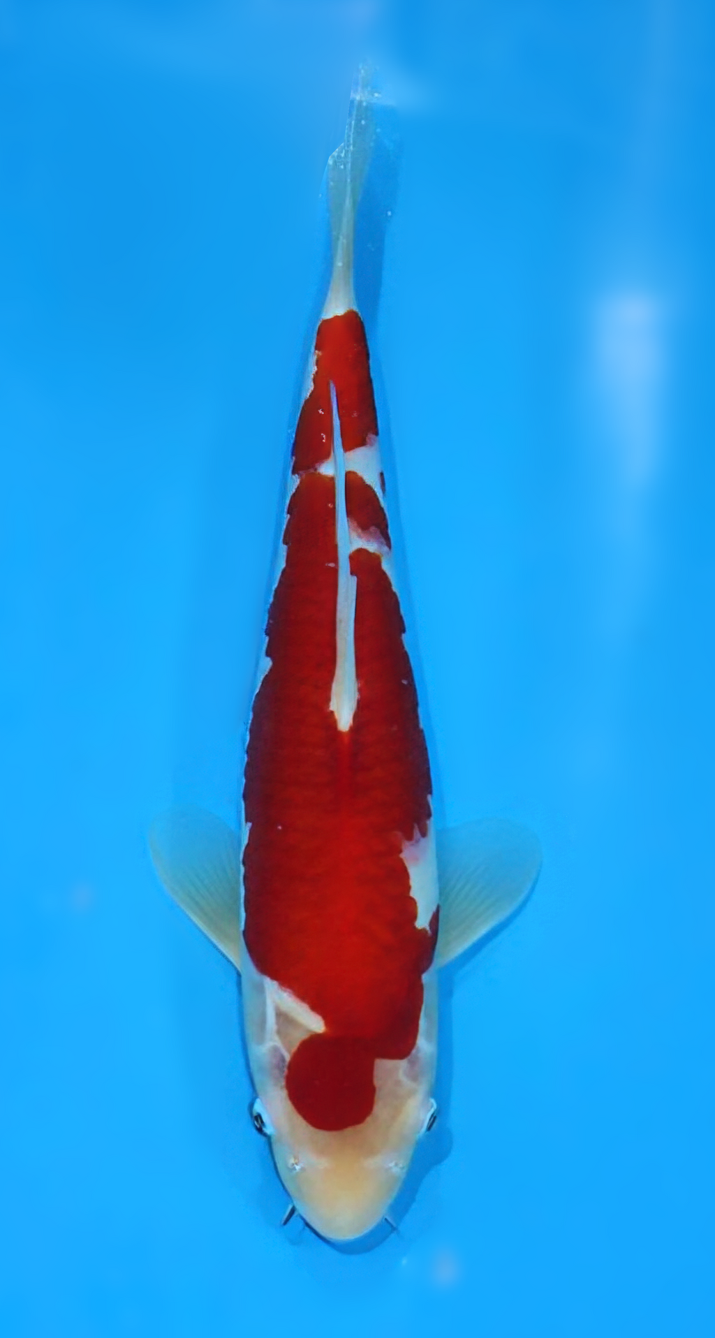 KMA7