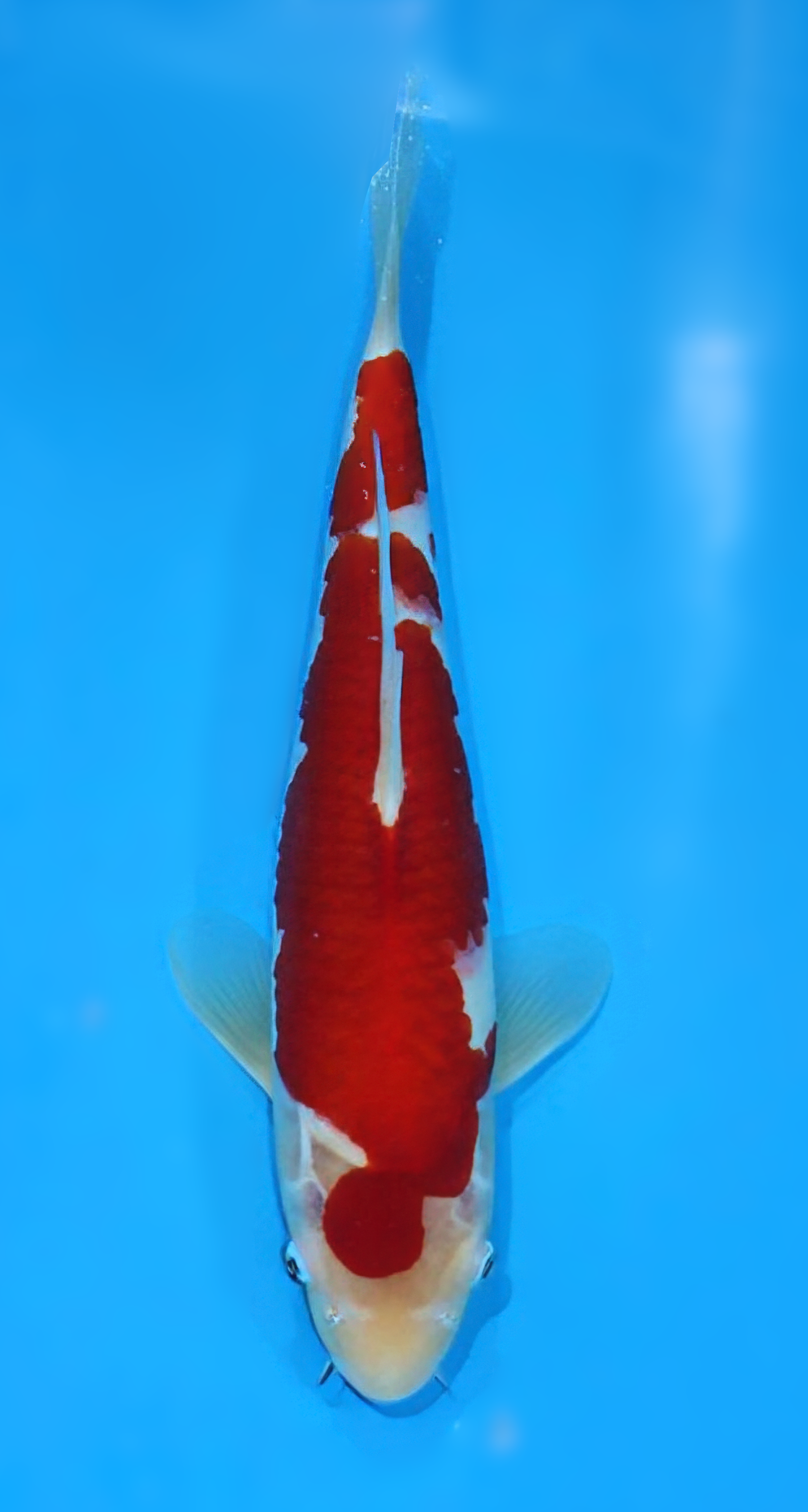 KMA7