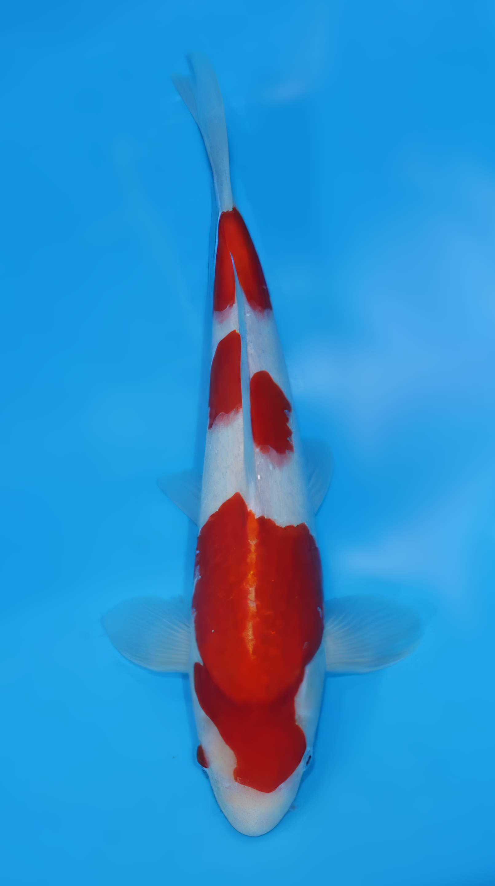 KSA10