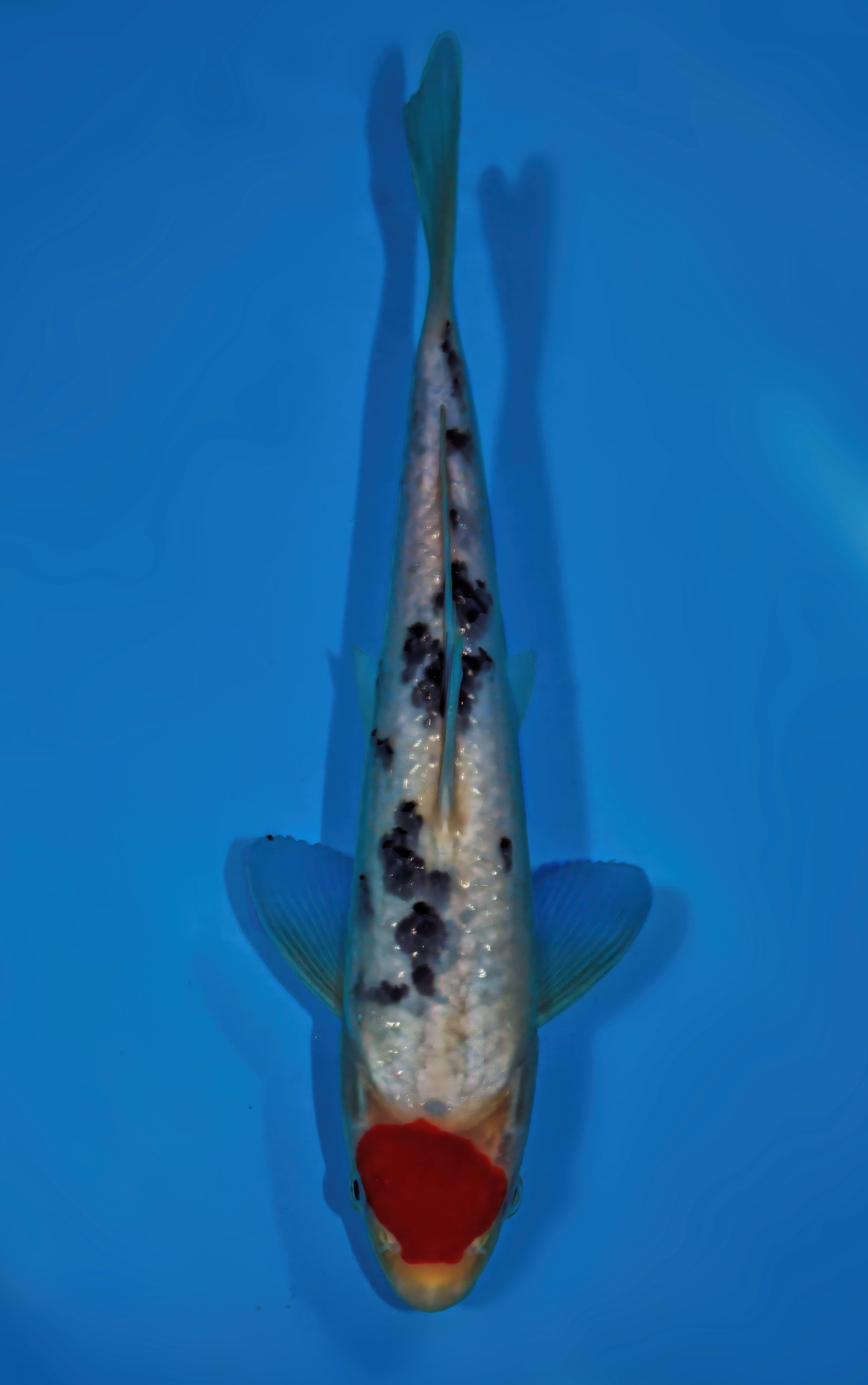 TS2