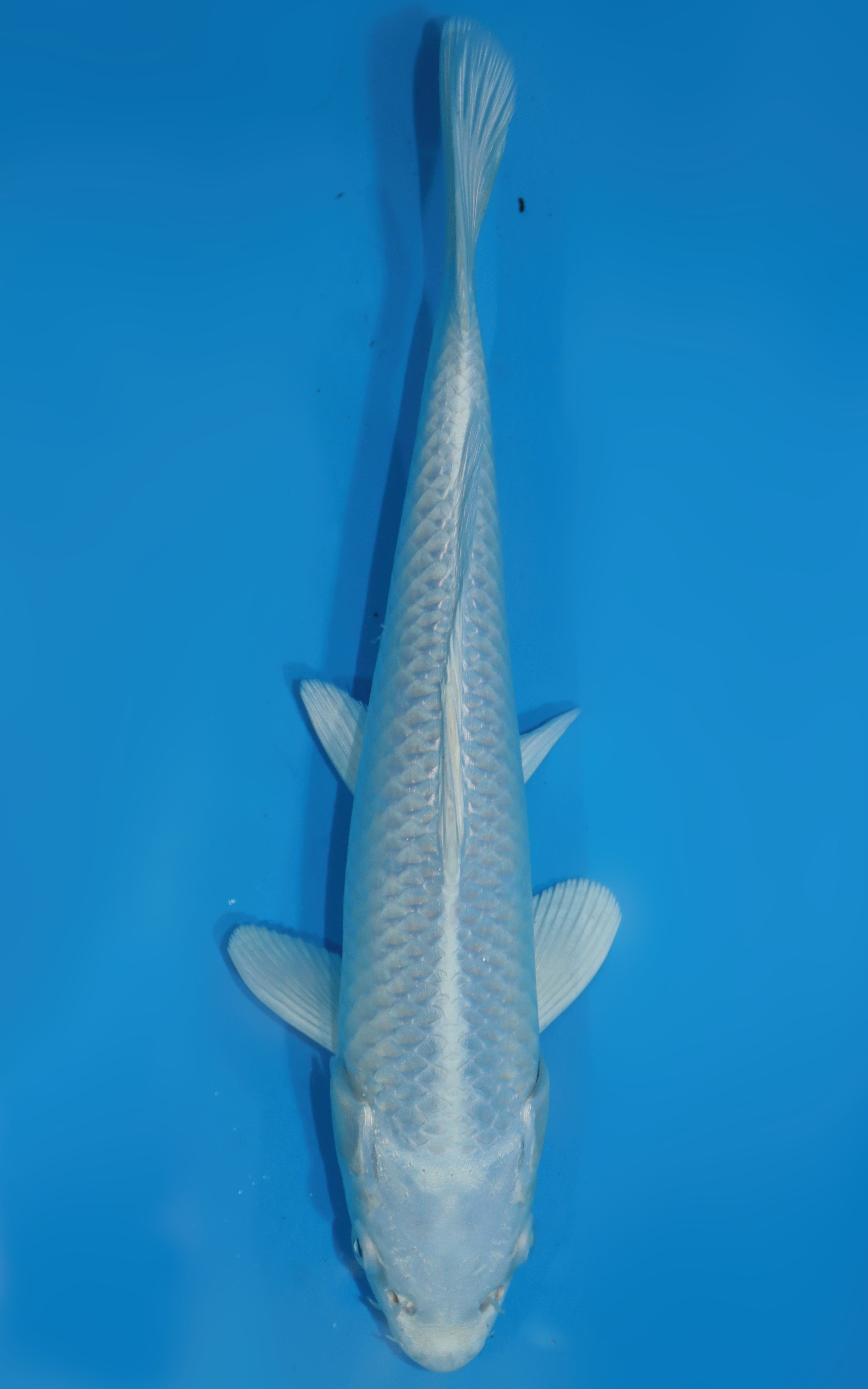 AUC0913 Platinum Ogan