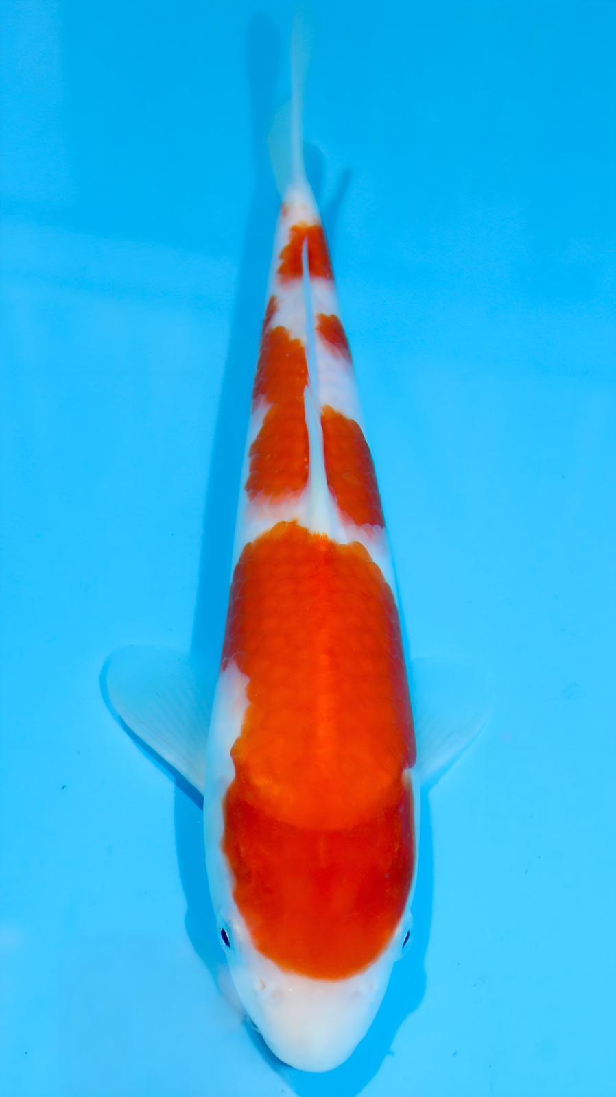AUC0814 Kohaku