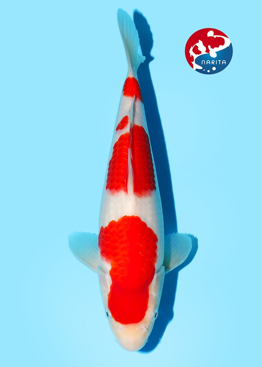 NAR042 Kohaku
