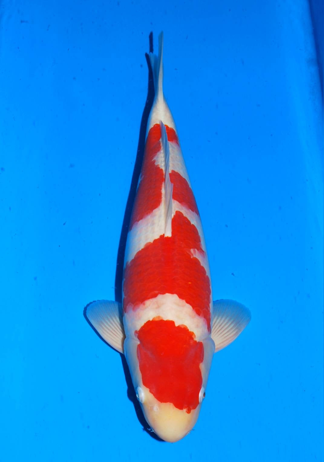 SFFCUP45 Kohaku