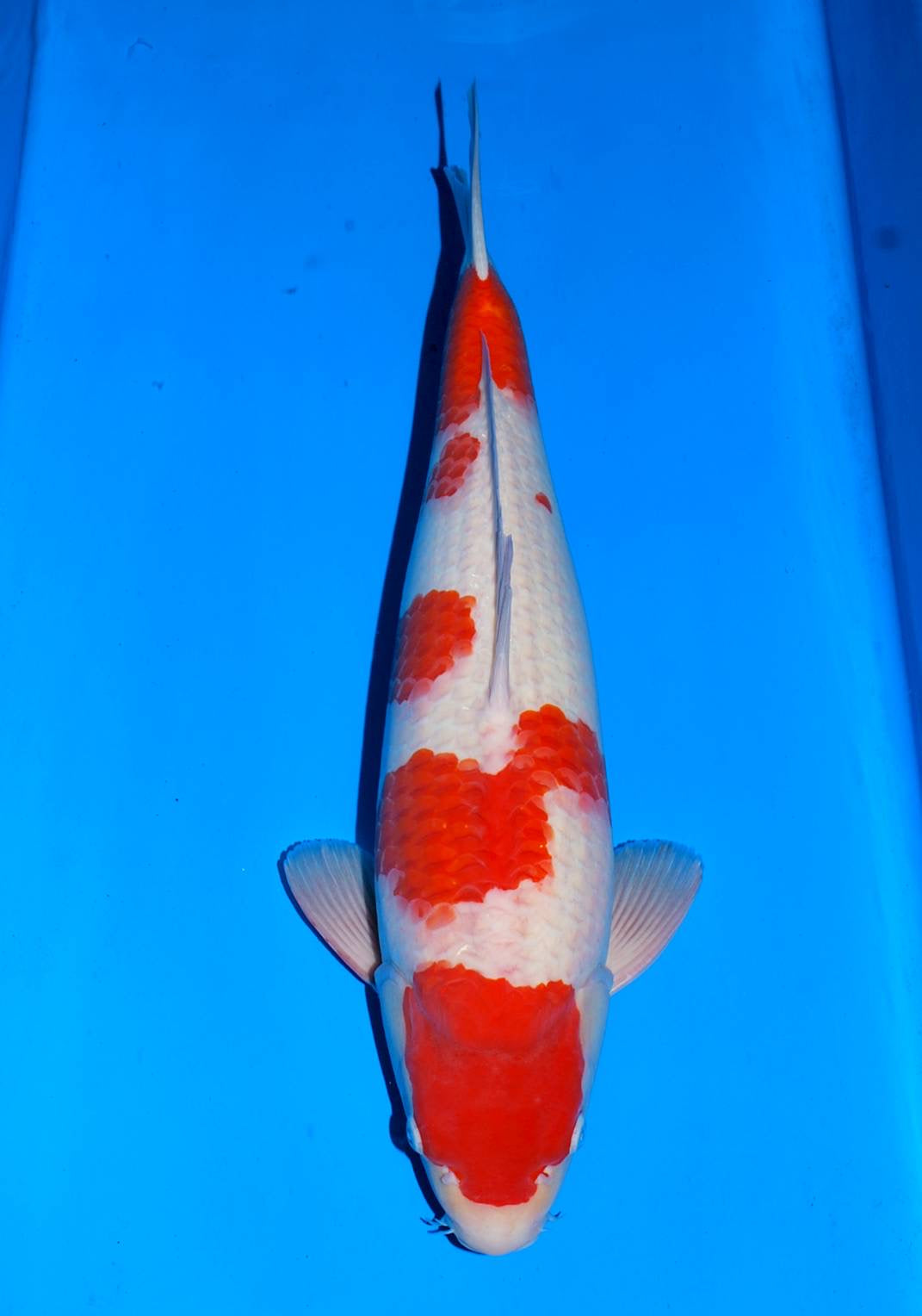SFFCUP54 Kohaku