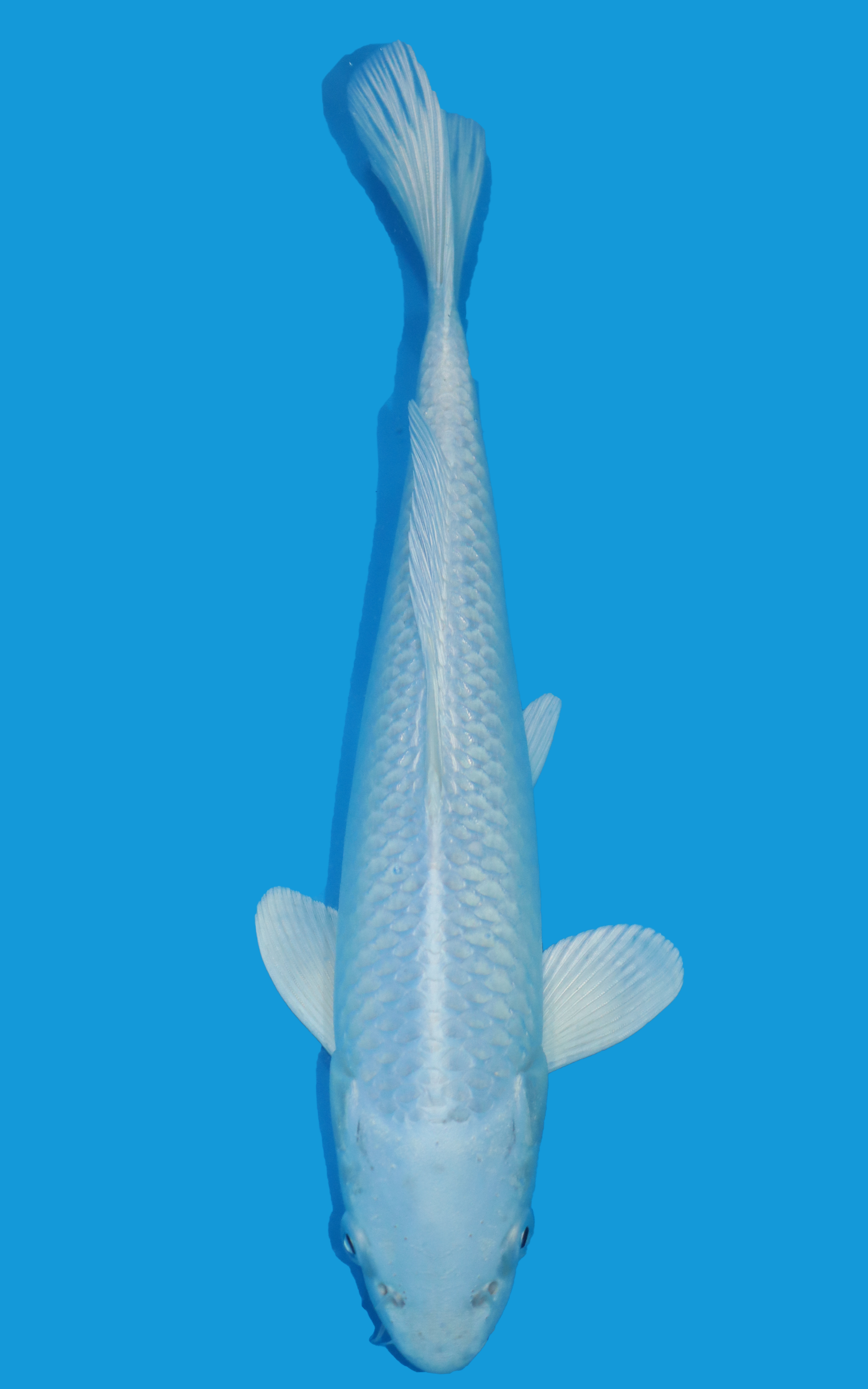 AUC12 Platinum Ogon