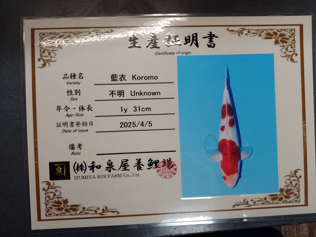 BEST IN ENTRY INTERNATIONAL JUNIOR KOI SHOW