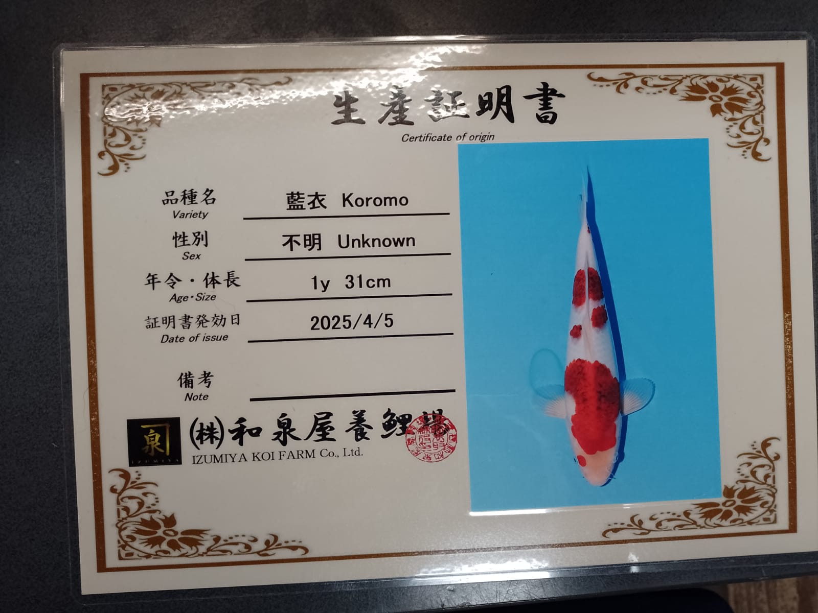 BEST IN ENTRY INTERNATIONAL JUNIOR KOI SHOW