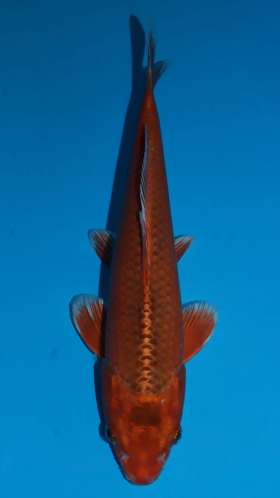 AUC501 Kin aka Matsuba