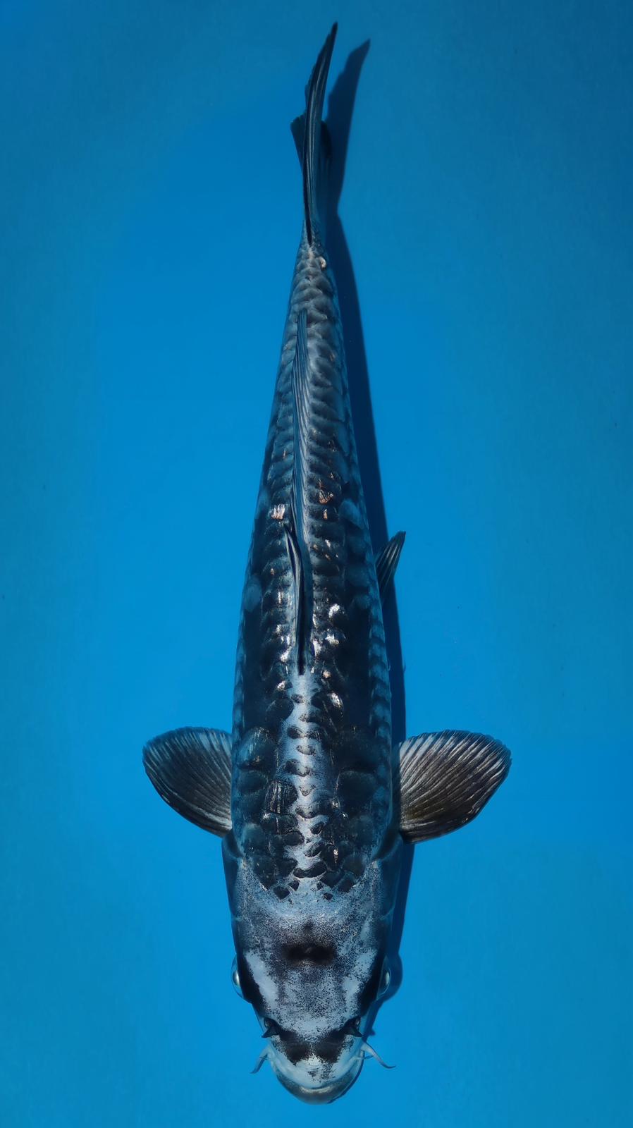 AUC503 Ginrin Aragoke kin kabuto