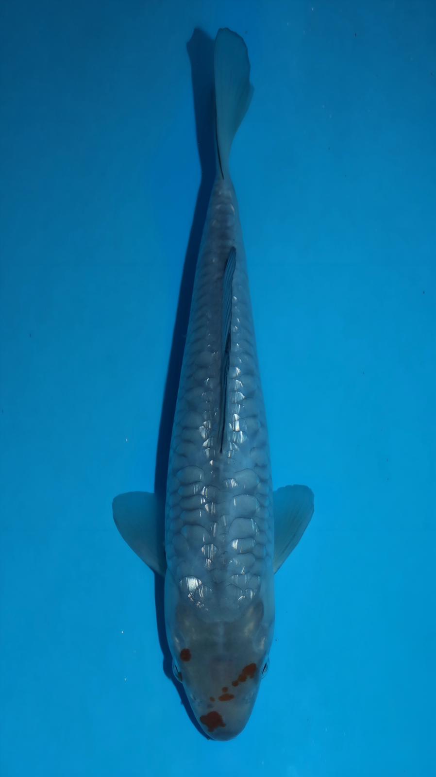 AUC506 Ginrin Aragoke Soragoi