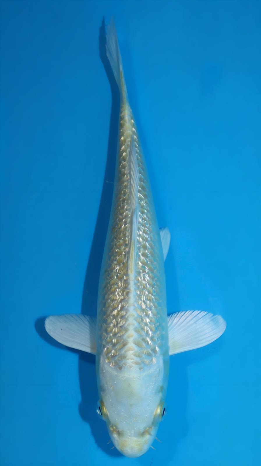 AUC507 Ginrin Yamabuki