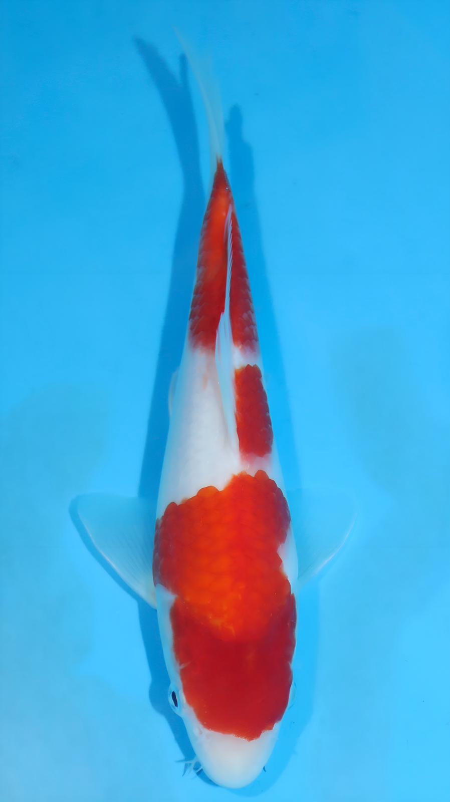 AUC0802 Kohaku