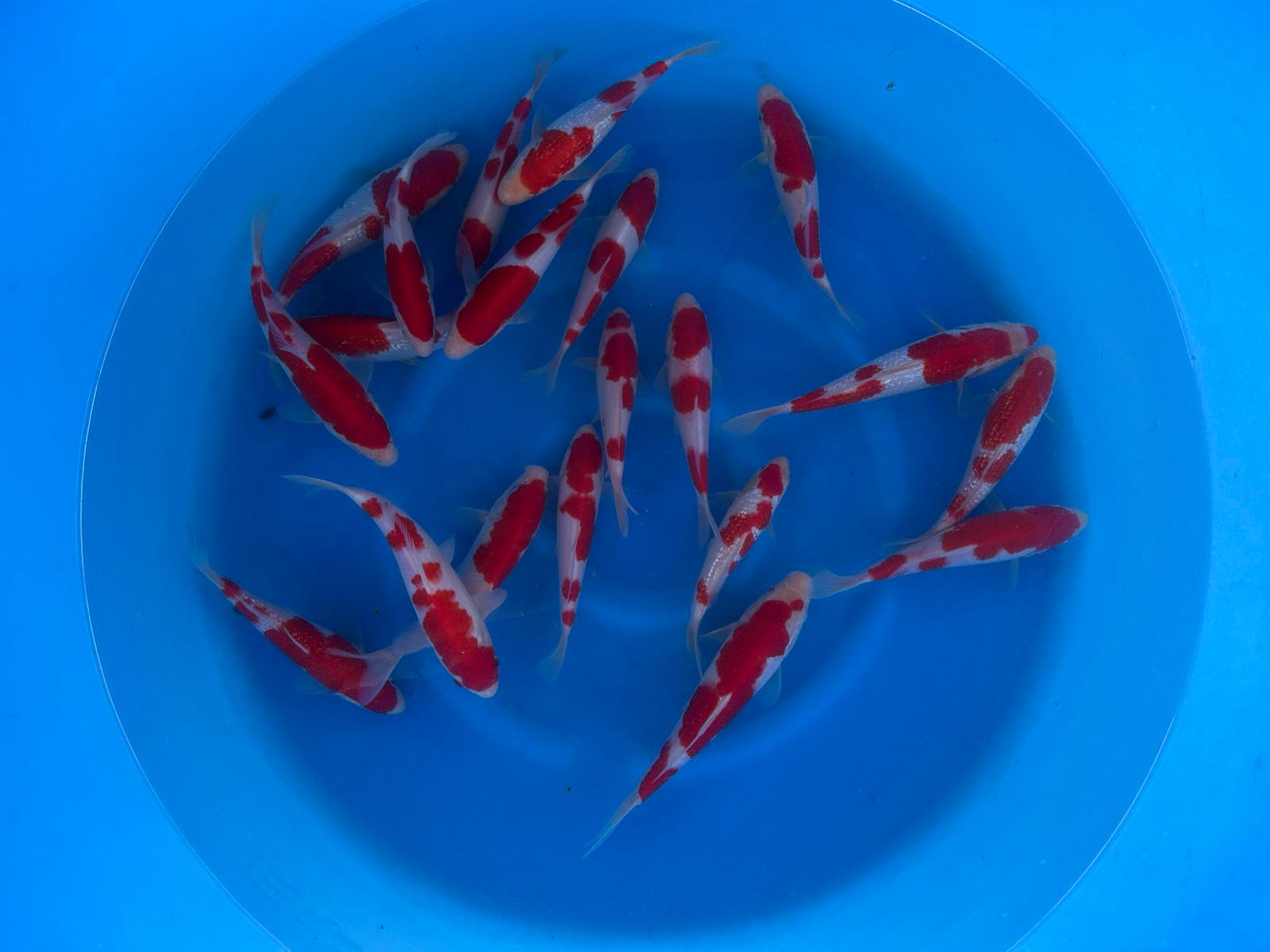 26MOM032S Kohaku