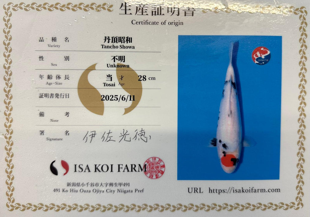 AUC0609 Tancho Sanke Certificated