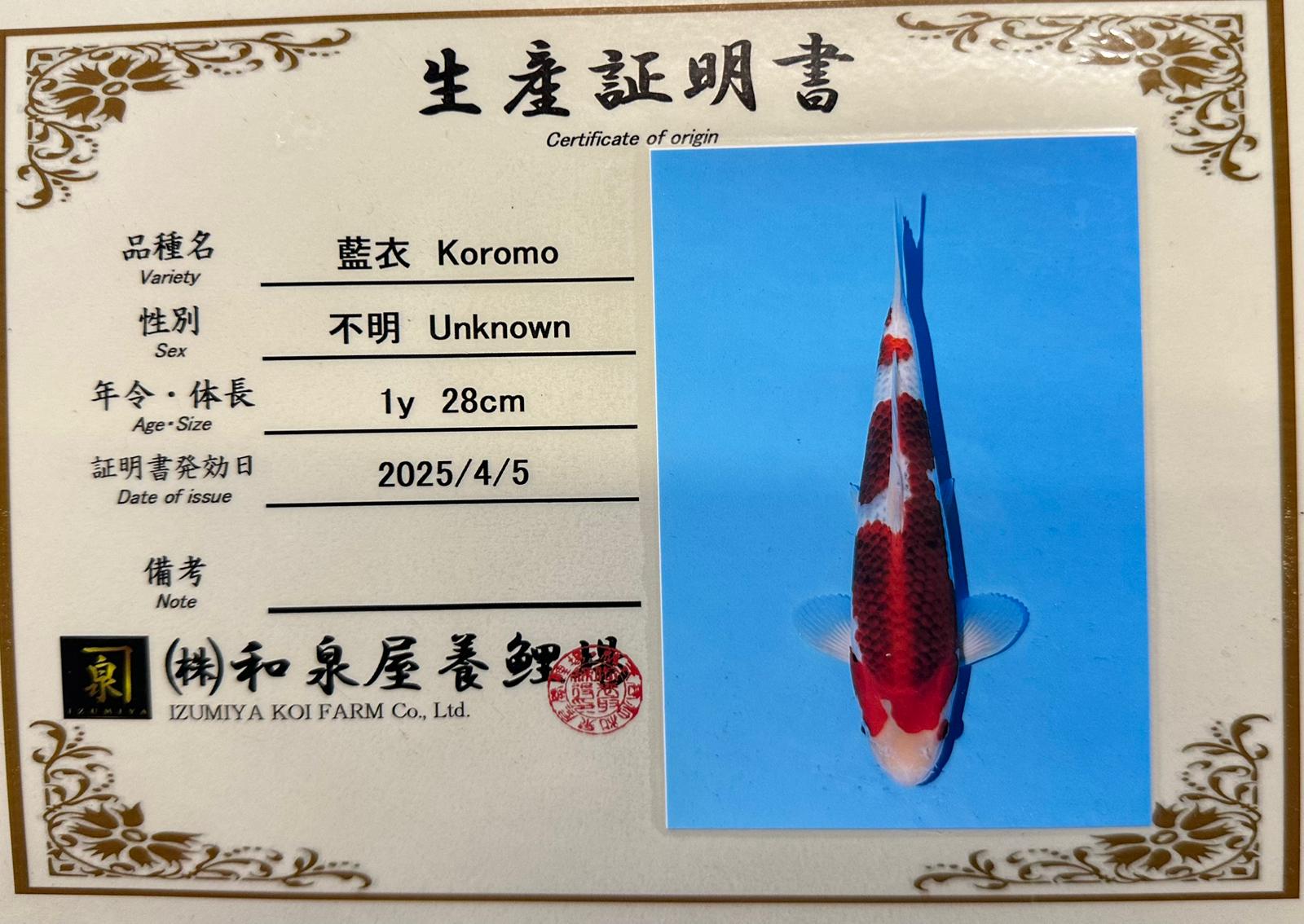 AUC0603 Ai goromo Certificated