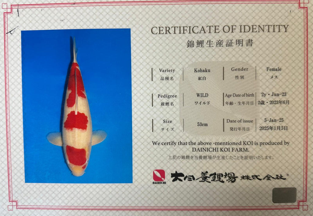 AUC0610 Kohaku Certificated