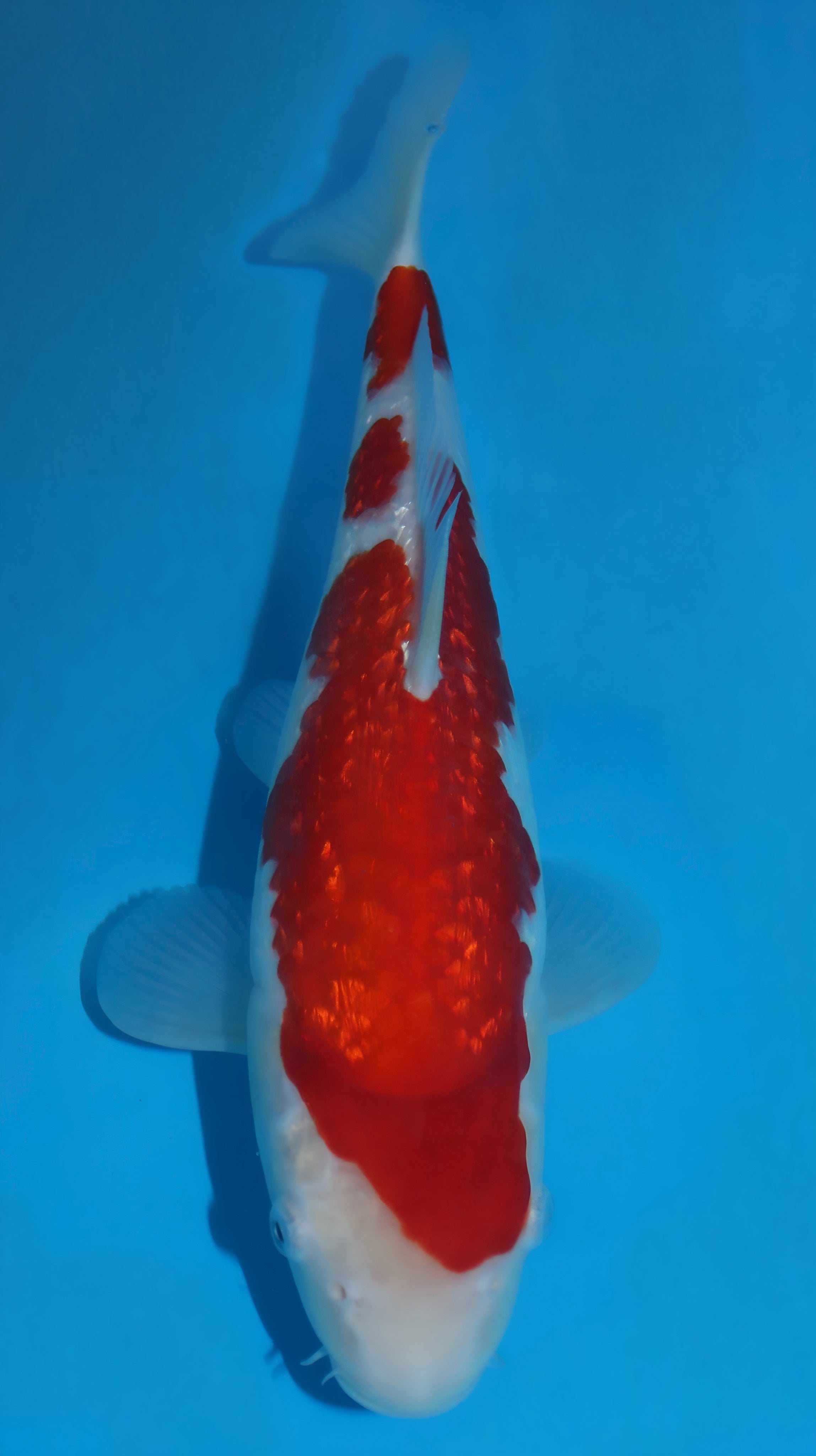 25SFP003 Ginrin Kohaku