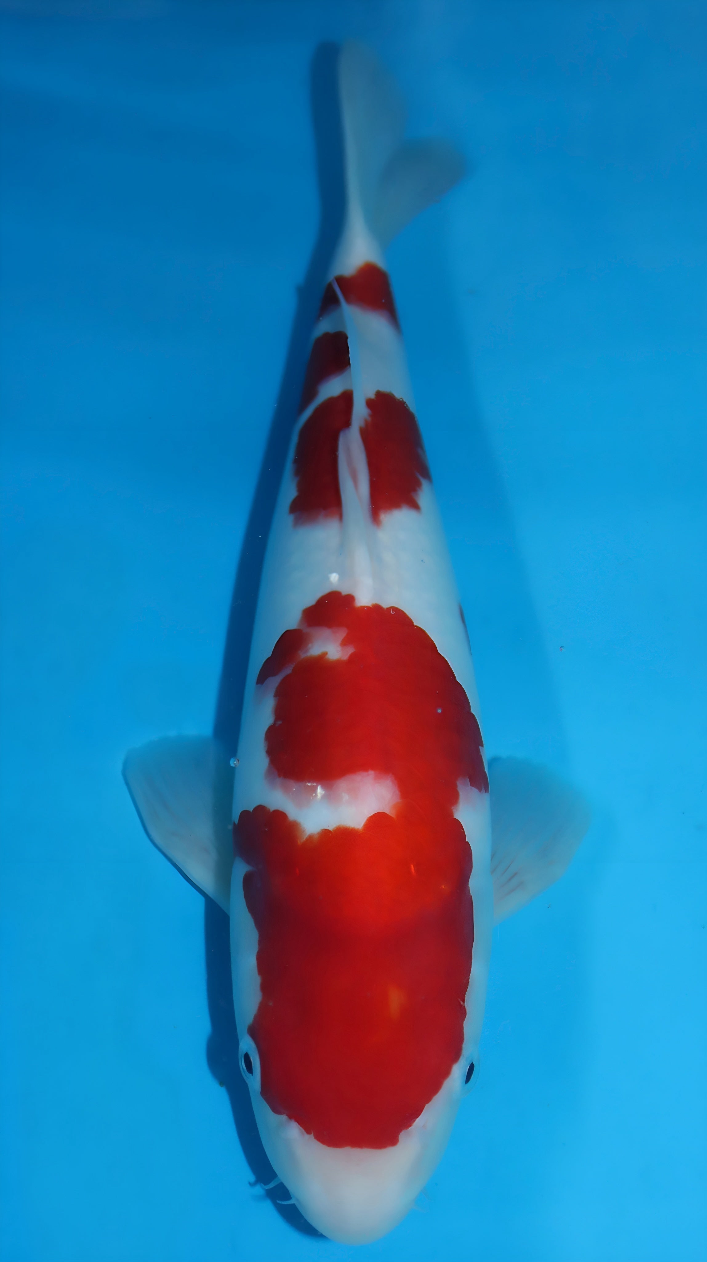 25SFP013 Kohaku
